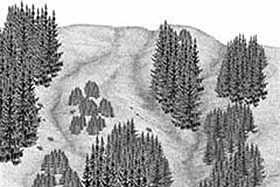 Zeichung: Gebirgswald mit unterschiedlichen Baumgruppen und kahlen Flächen, die auf Rottenaufforstung hinweisen.