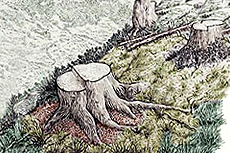 Baumstumpf mit Wurzeln auf Grasfläche, im Hintergrund weitere Baumstümpfe und Wald