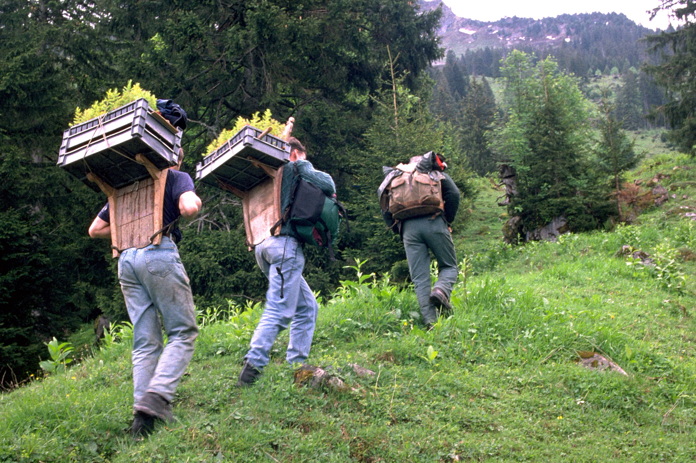 Transport zum Aufforstungsgebiet.