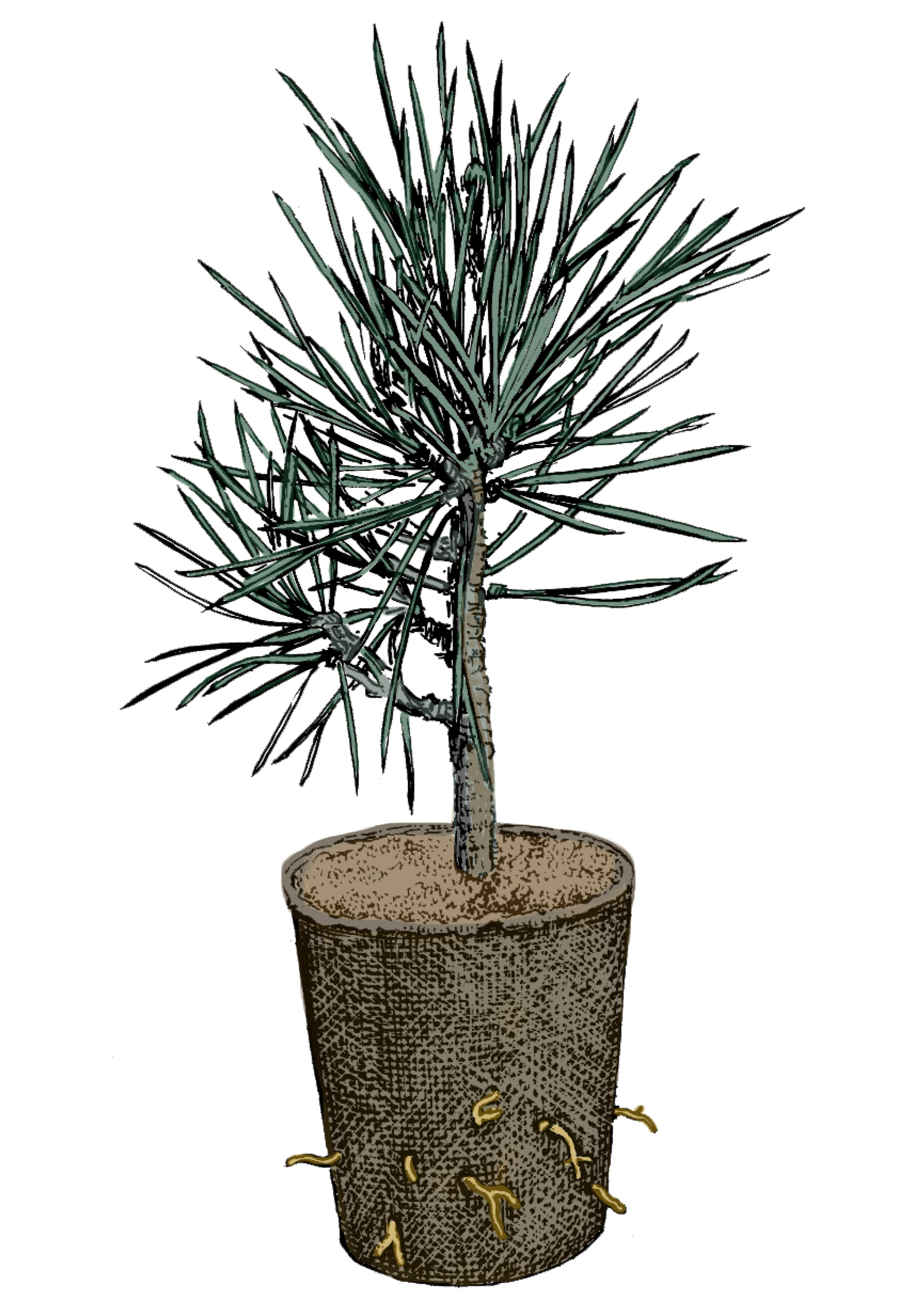 Vertopfte Arve mit schlankem Stamm und nadelartigen Blättern in braunem Weichwandcontainer, Wurzeln wachsen seitlich heraus.