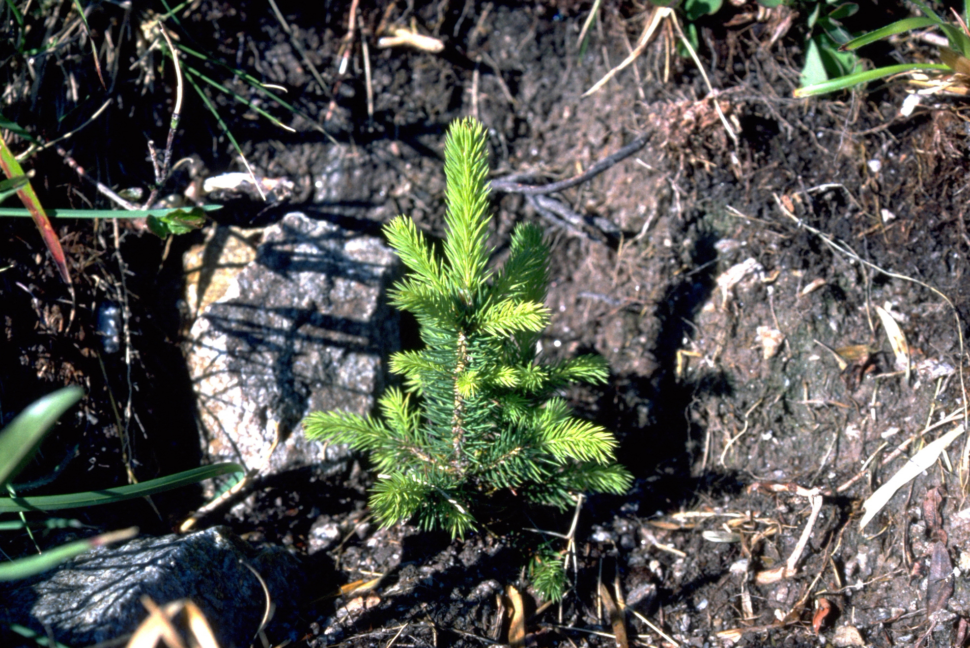 Vitale Fichte aus einem Nachzucht Container