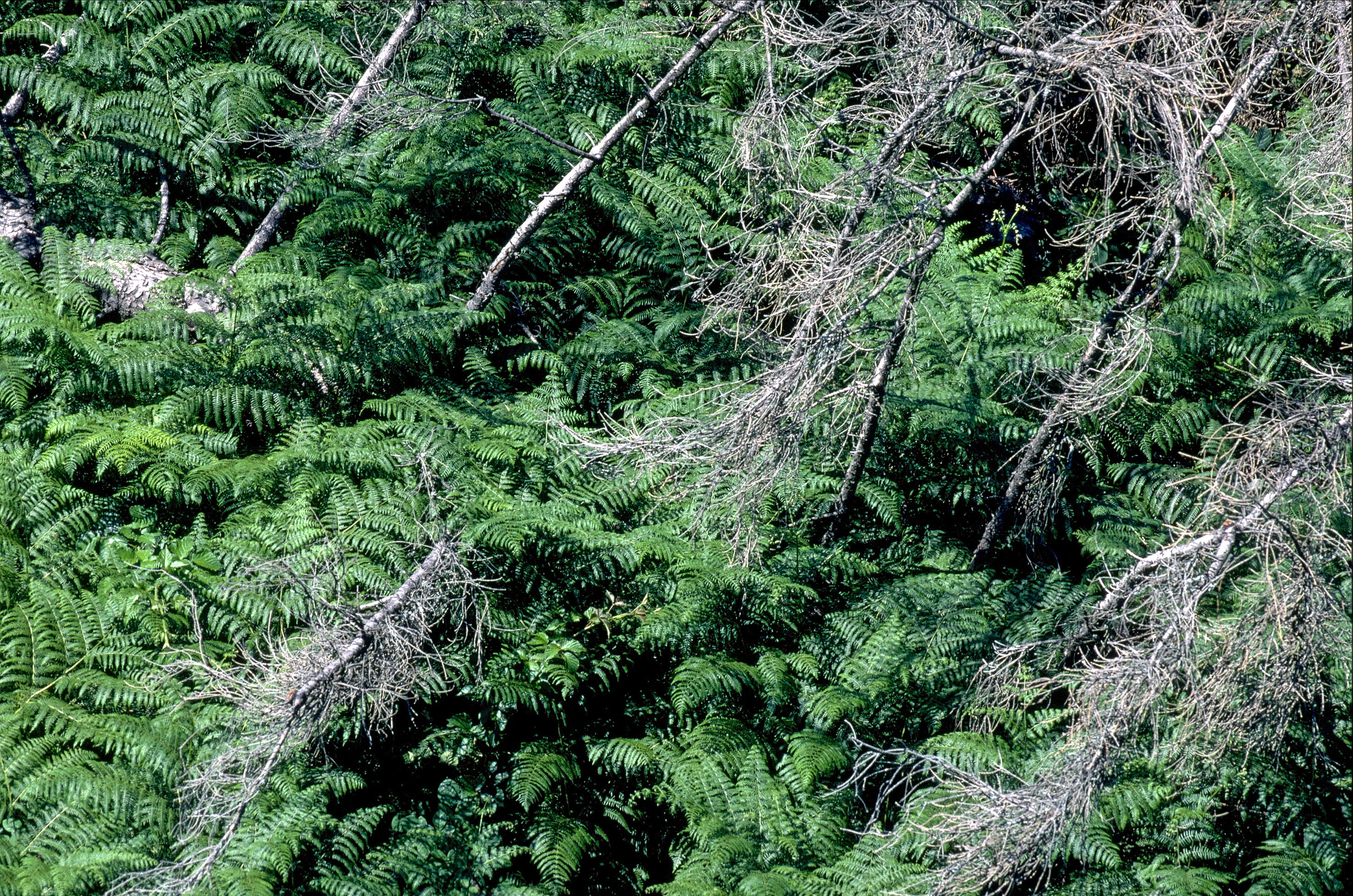 Grüner Adlerfarn wächst dicht zwischen liegendem, abgestorbenem Holz mit kahlen Ästen.