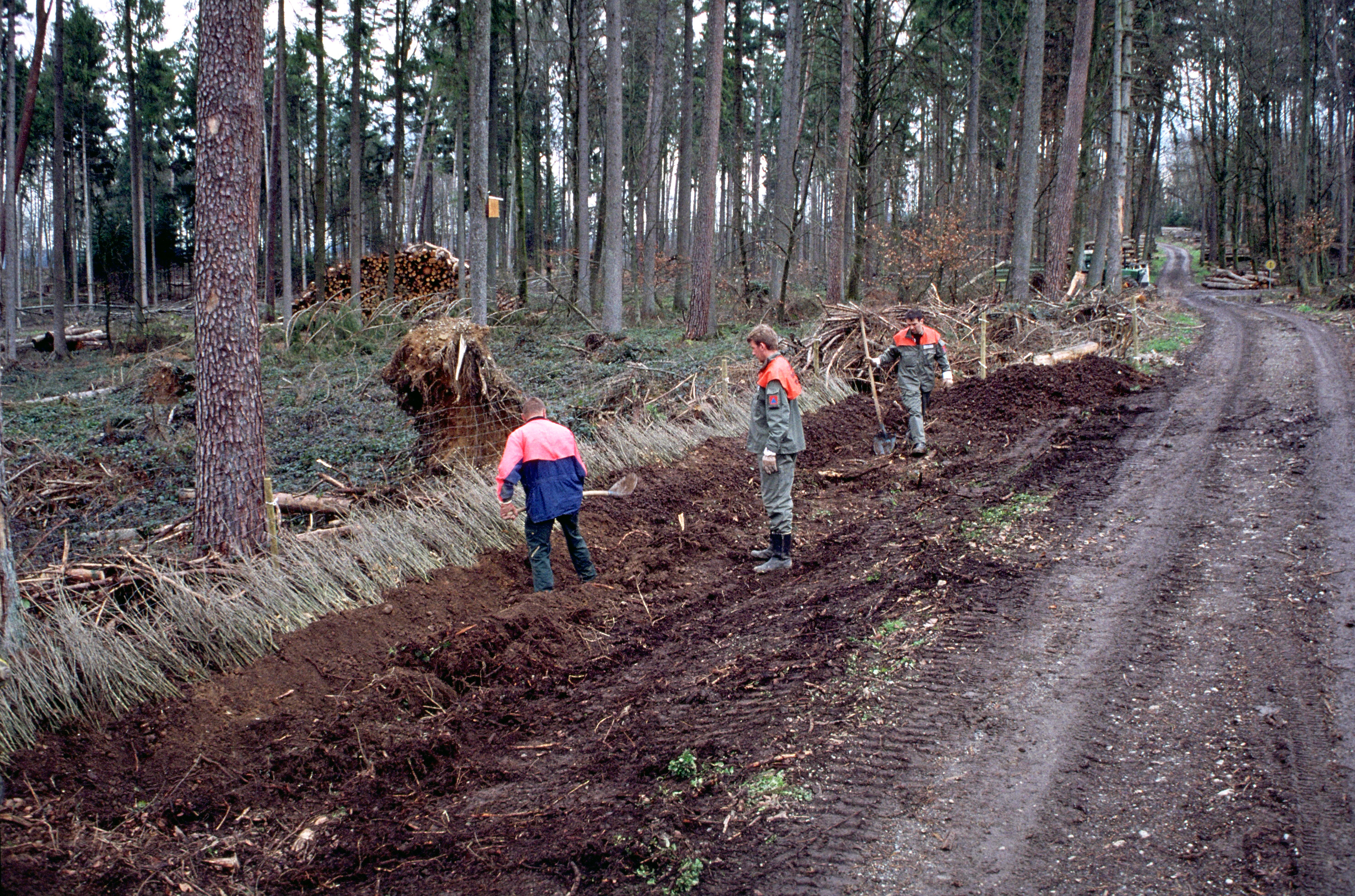 Pflanzeinschlag entlang einer Forststrasse.
