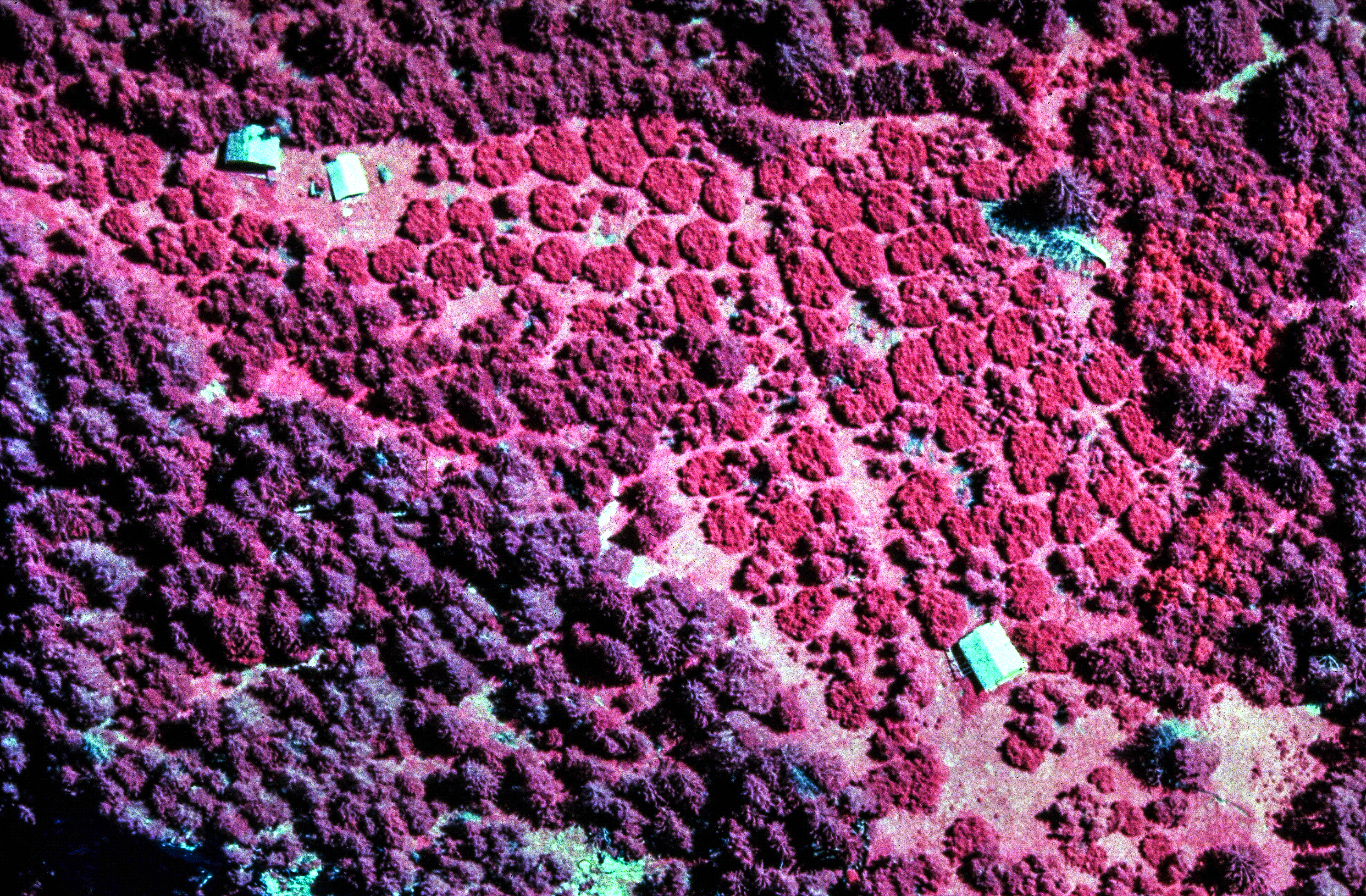 Rottenaufforstung Fengst (1964): Kollektivdurchmesser 8 Meter, Fichten und Lärchen mit einem Pflanzabstand von 0.7 Meter