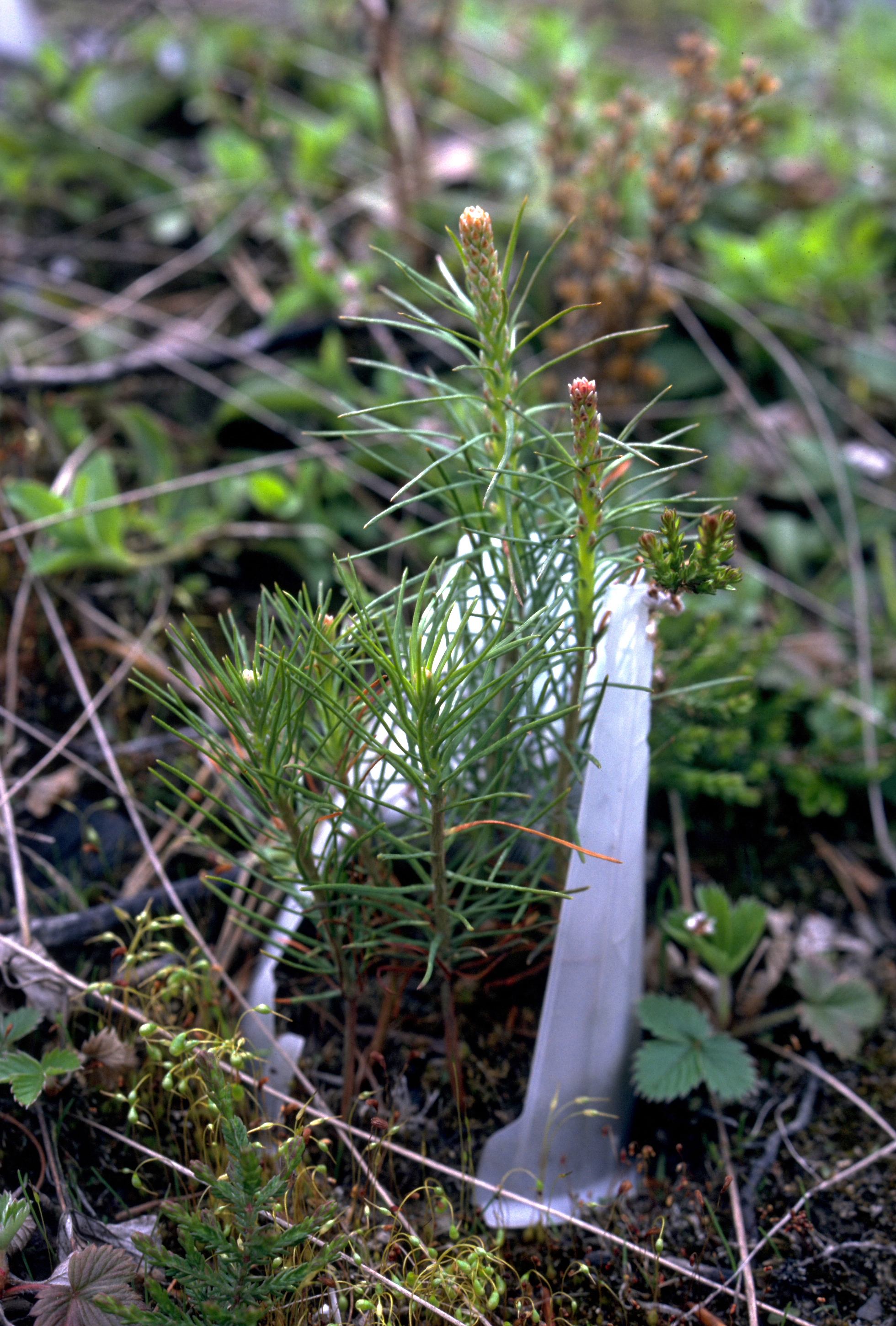 Junger Föhrensämling mit nadelartigen Blättern wächst aus einer weißen Keimhilfe im Boden.