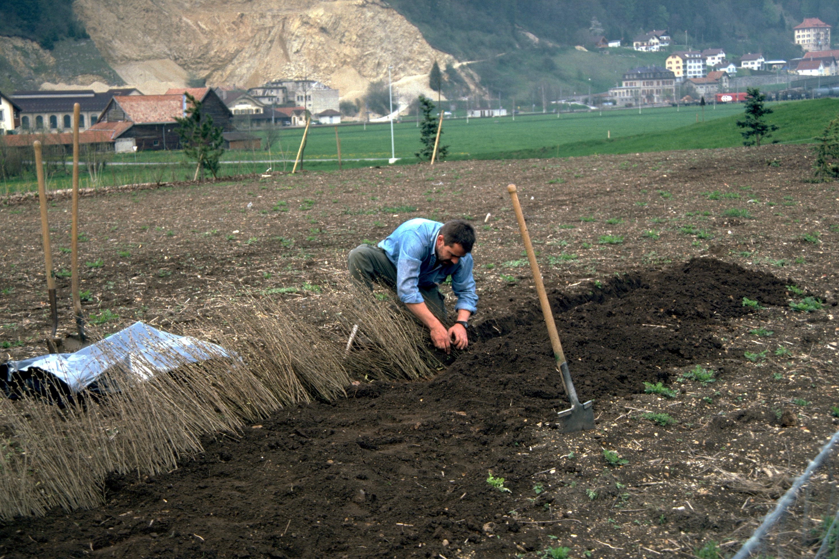 Pflanzeinschlag im Forstgarten.