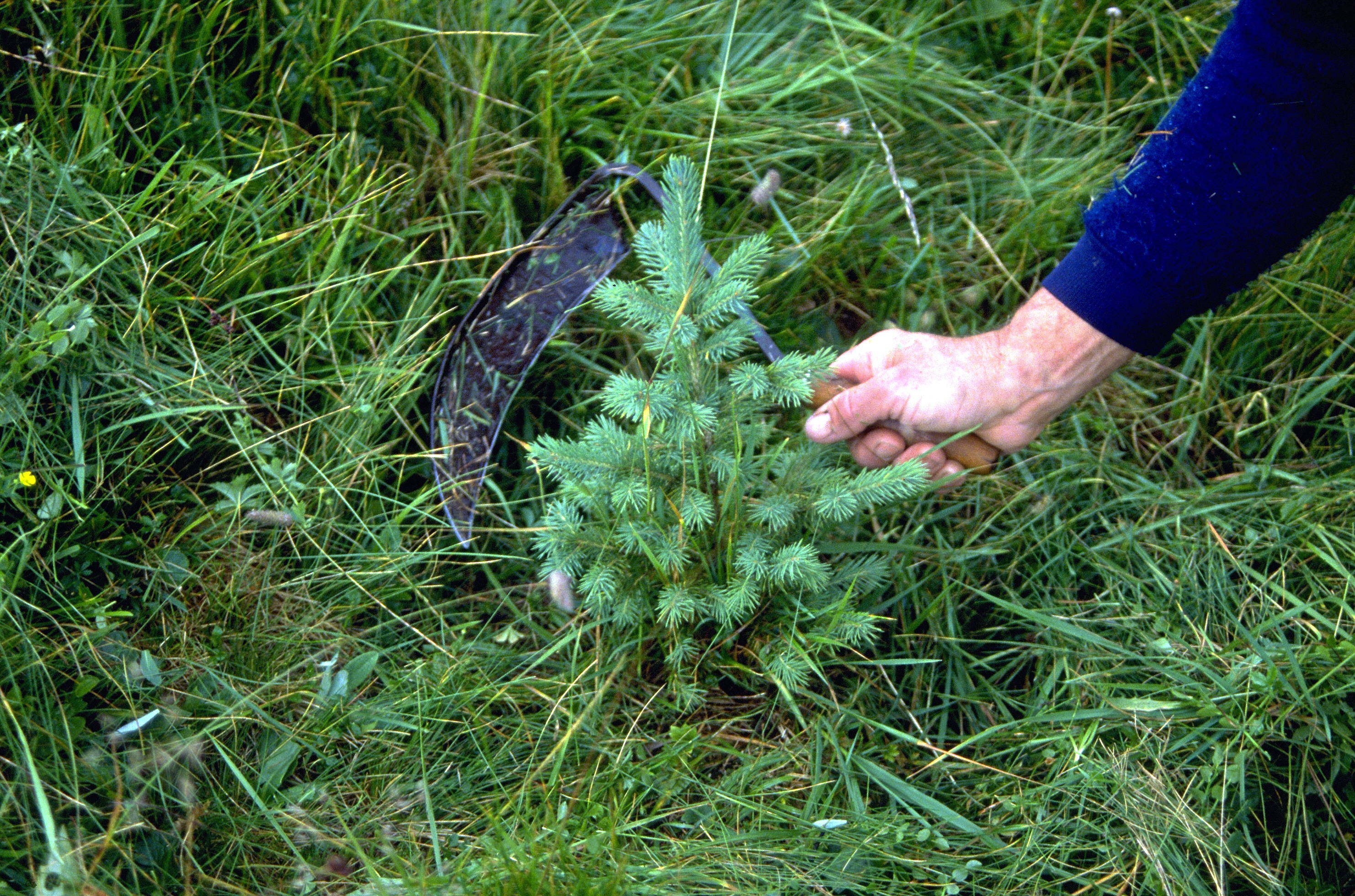 Hand hält Sichel hinter kleinen Tanne, Gras im Hintergrund