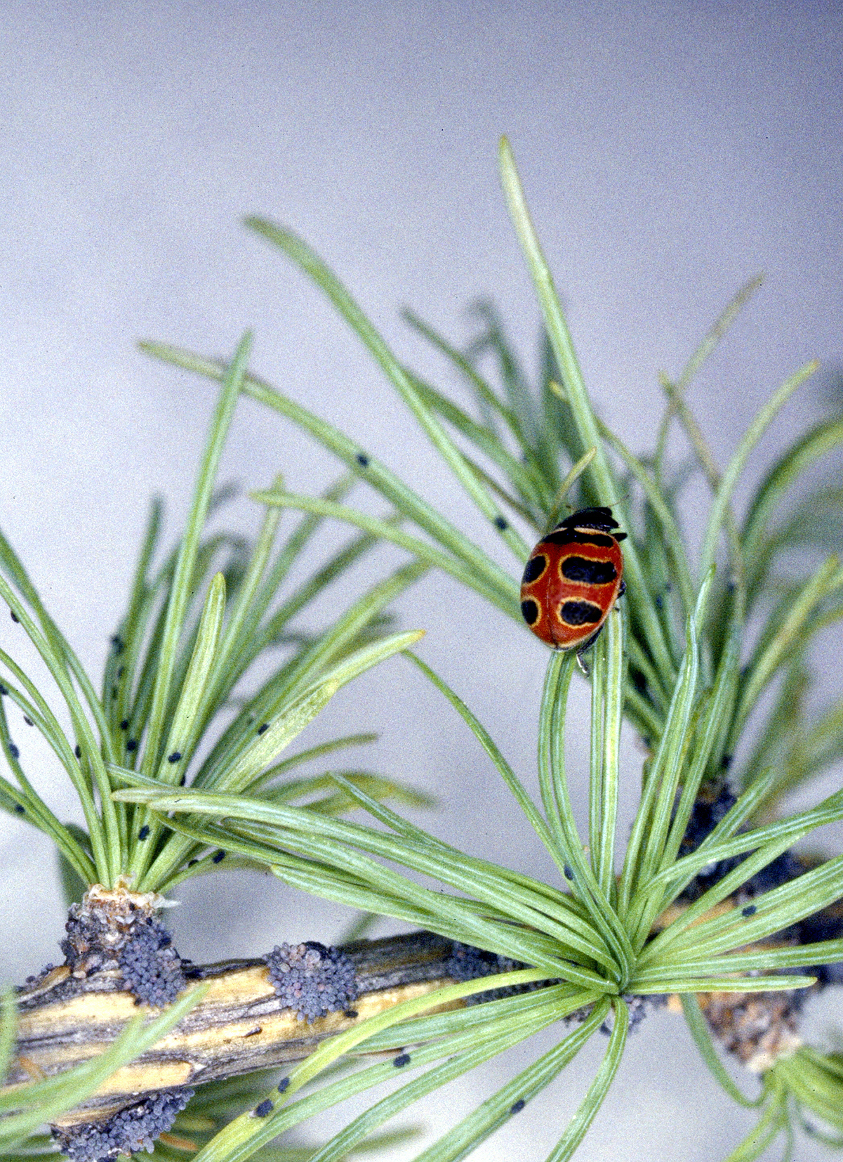 Roter Marienkäfer mit schwarzen Läusen auf grünen Nadeln eines Nadelbaums.