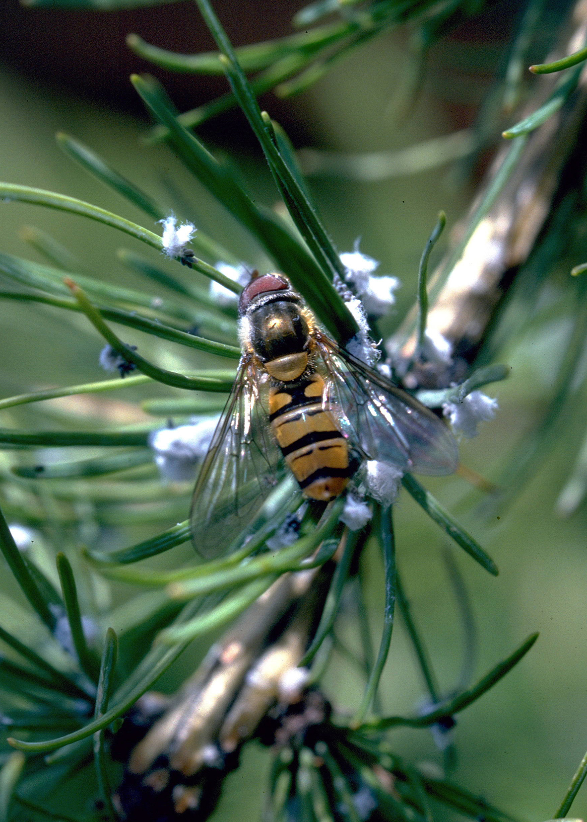 Nahaufnahme einer Schwebefliege mit gelb-schwarzem gestreiftem Hinterleib auf grünen Nadeln eines Nadelbaums, umgeben von kleinen weißen, wachsabscheidenden Läusen.