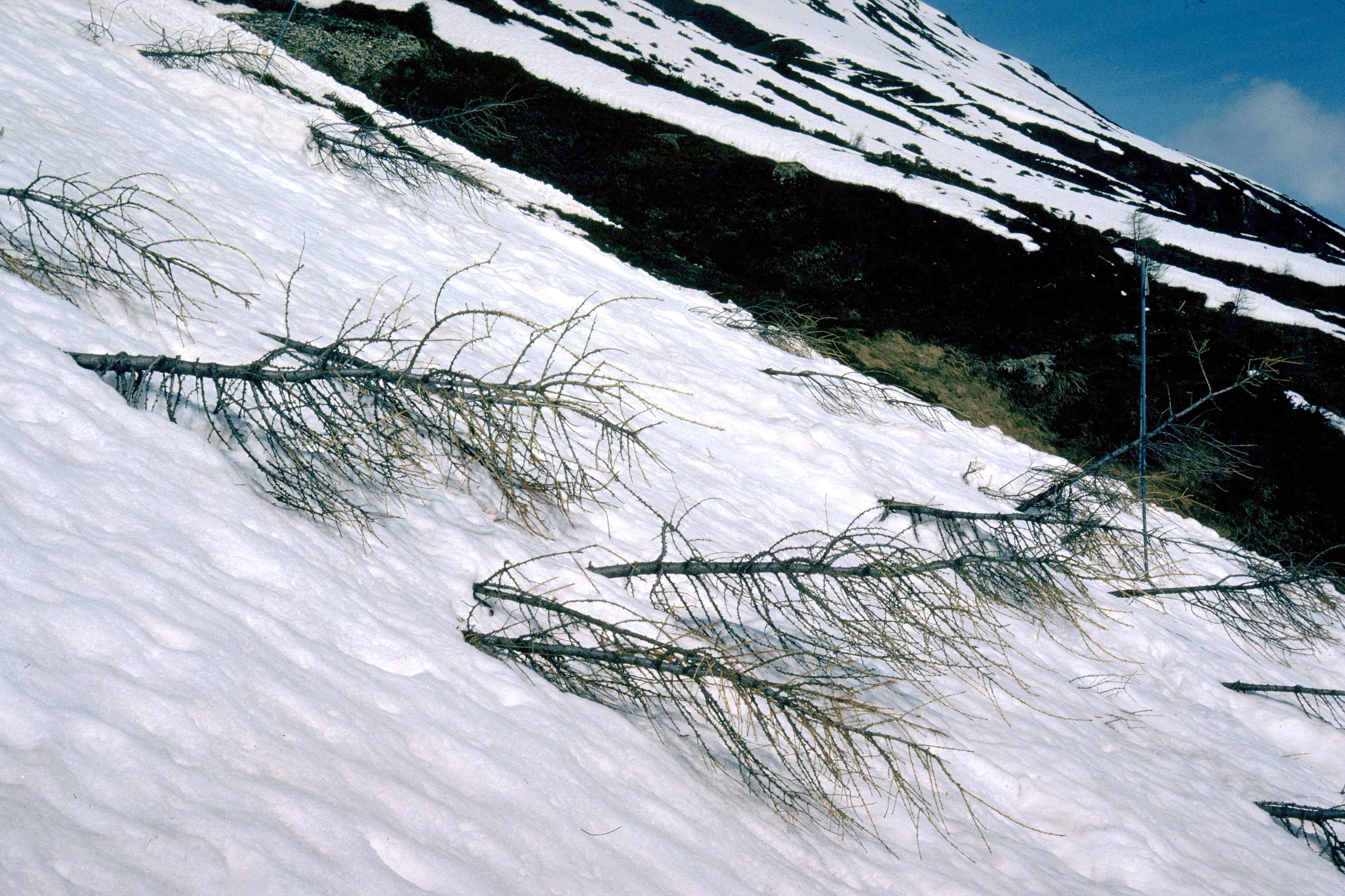 Flach auf dem Schnee liegende, noch elastische Bäume an einem schneebedeckten Hang unter blauem Himmel.