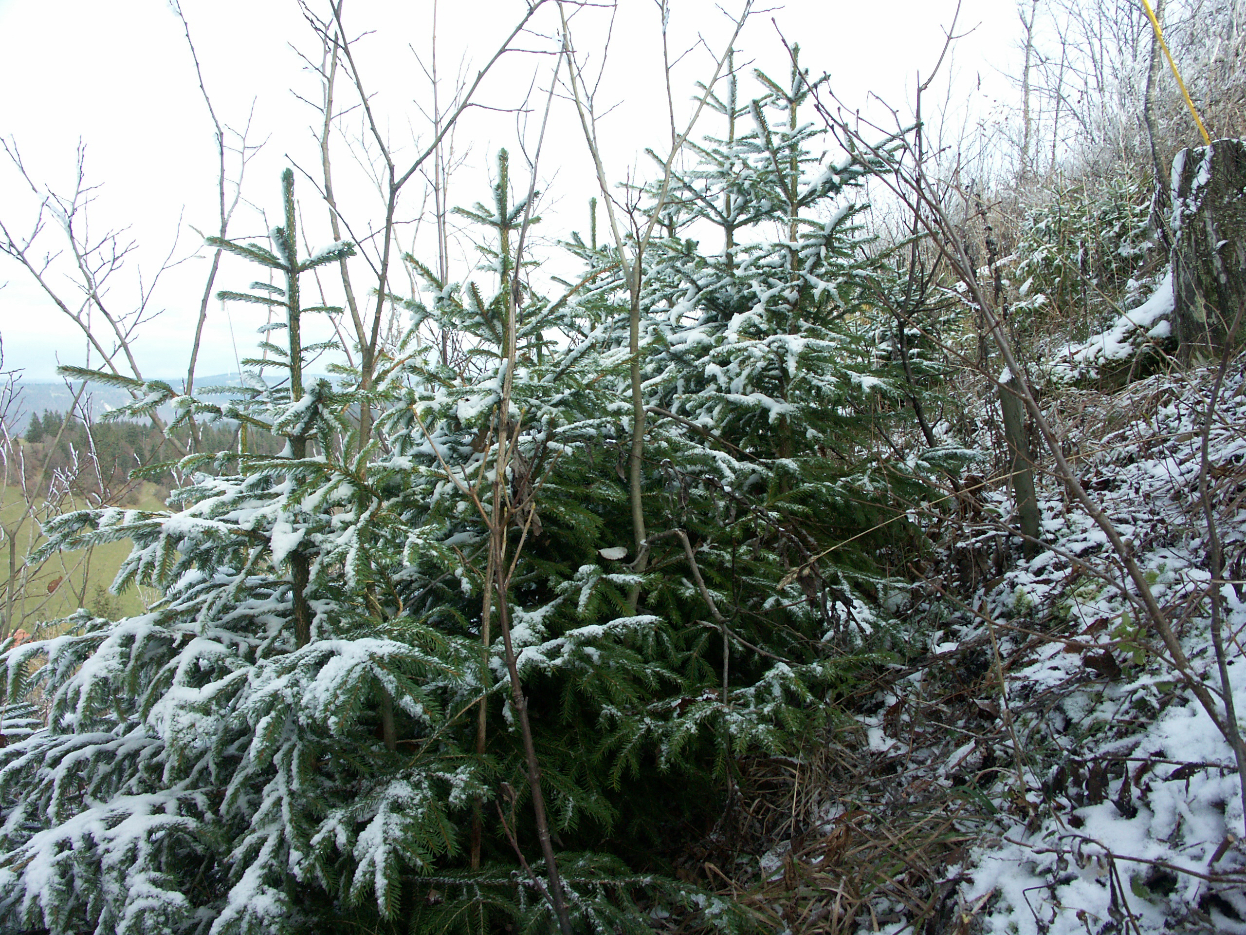 Fichtensaat auf einer Sturmfläche im Jura.