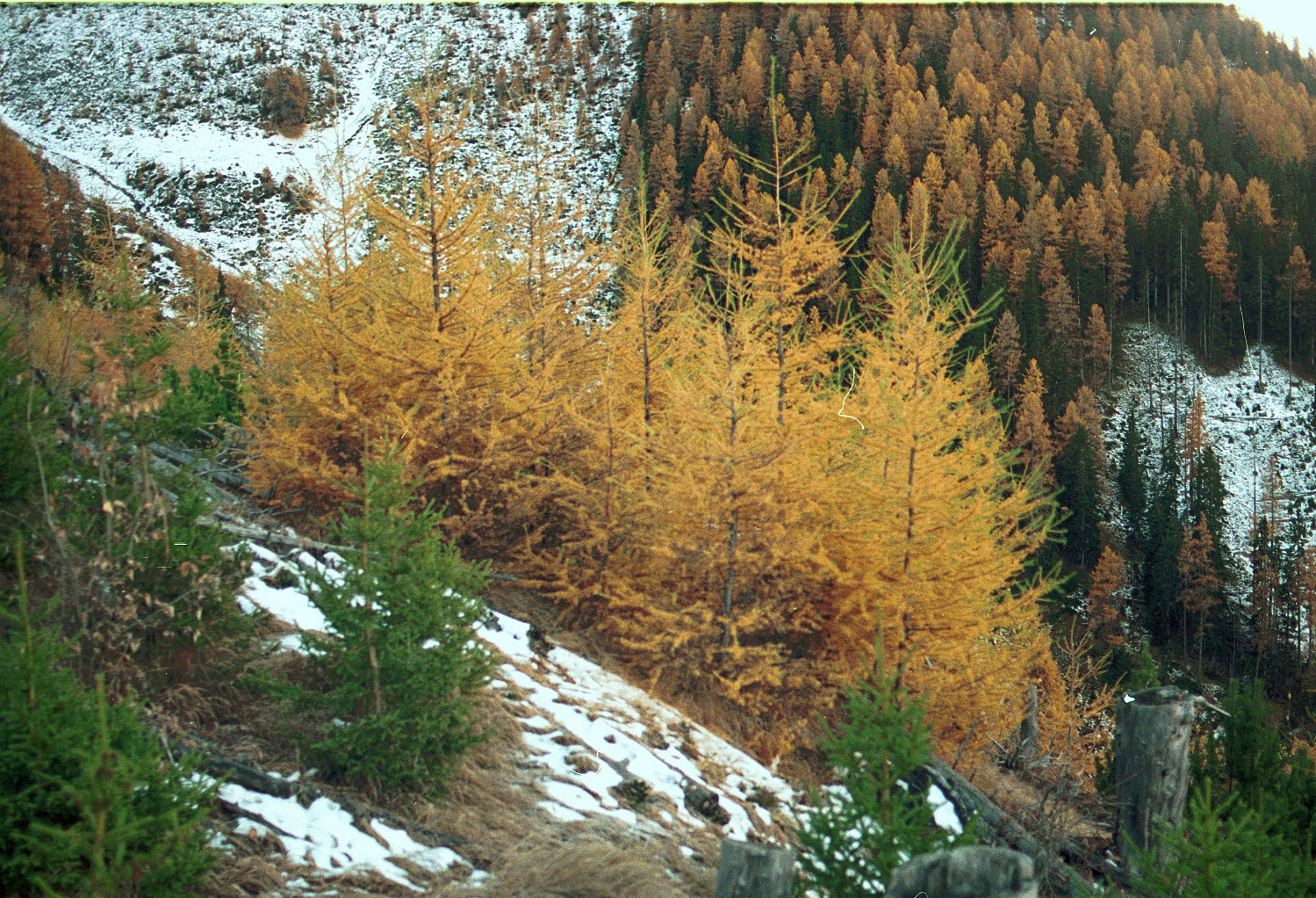 Lärchengruppe auf der Waldbrandfläche in Müstair.