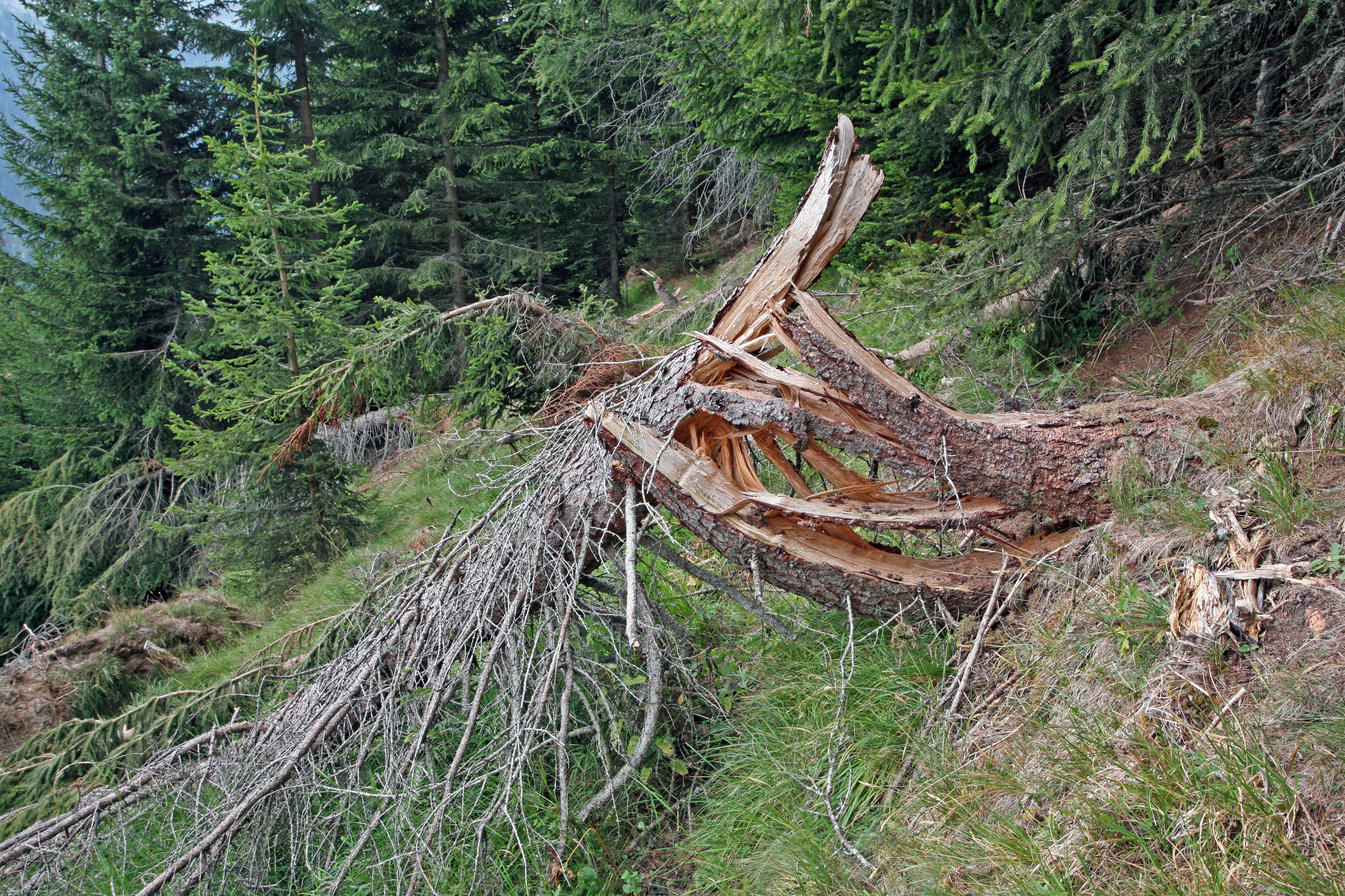Stammbruch infolge von Schneegleiten