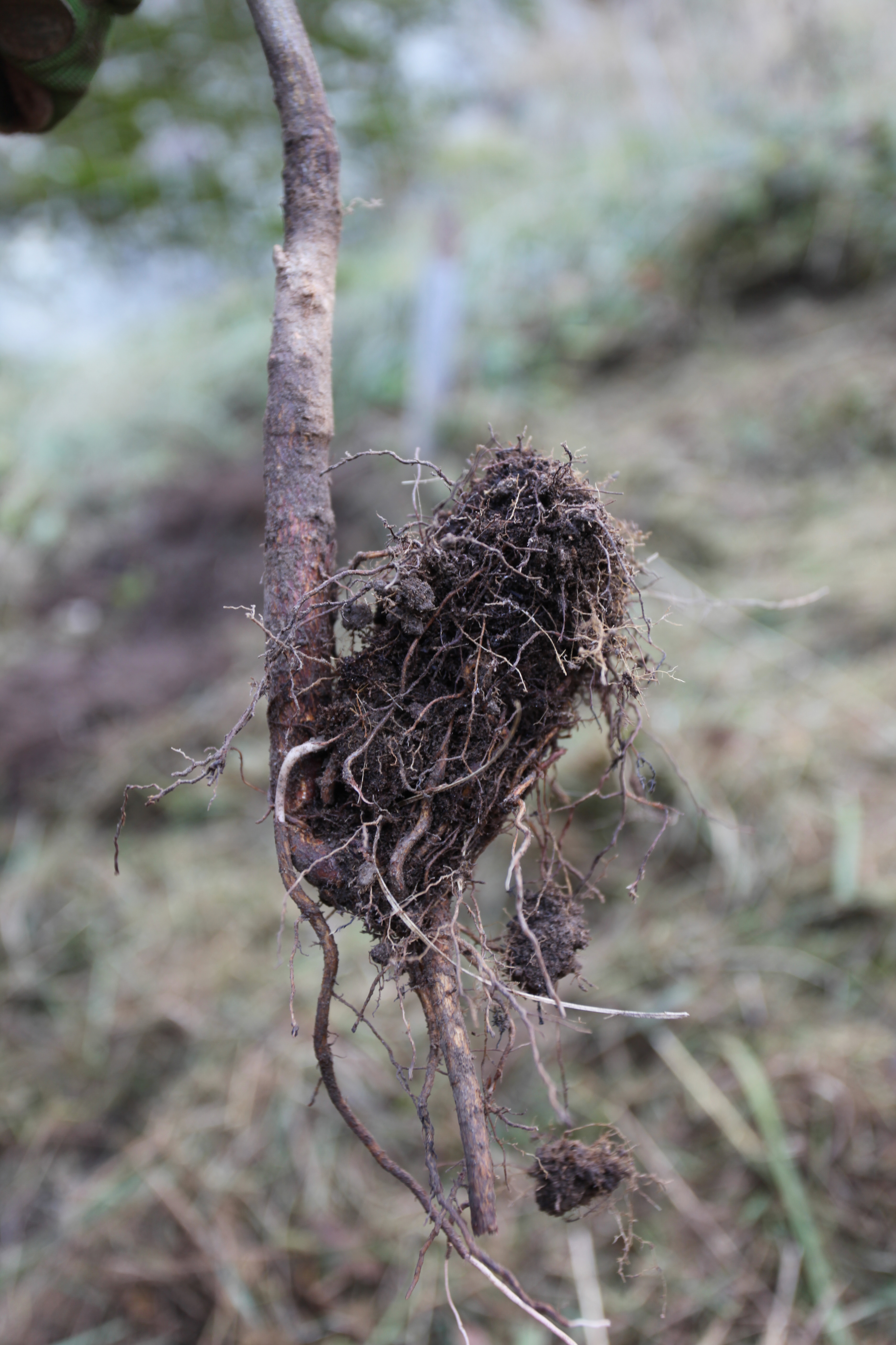 Eine Ausgrabung 2 Jahre nach  Auspflanzung. Rückbildung der deformierten Pfahlwurzel (Eiche). 