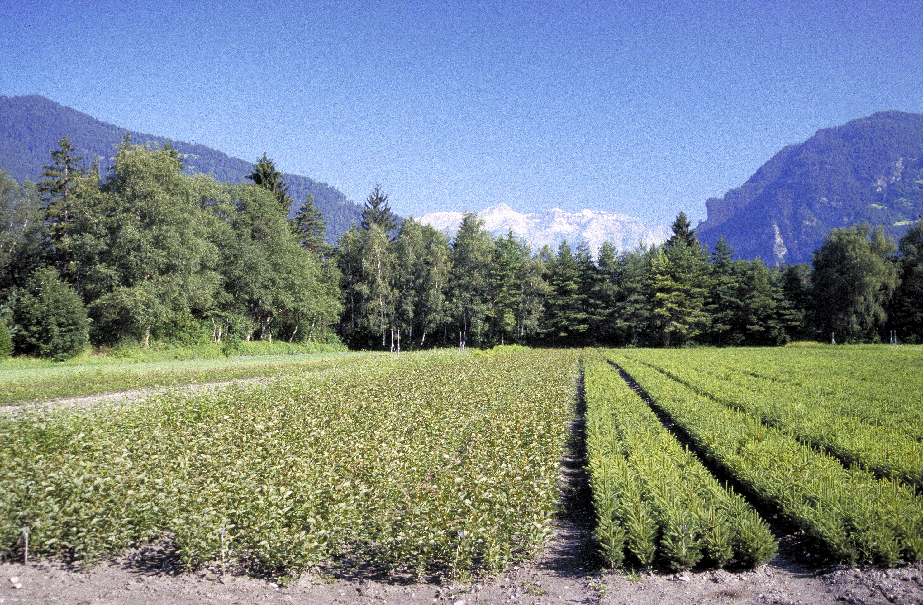 Pflanzbereite Bäume im Verschulbeet.