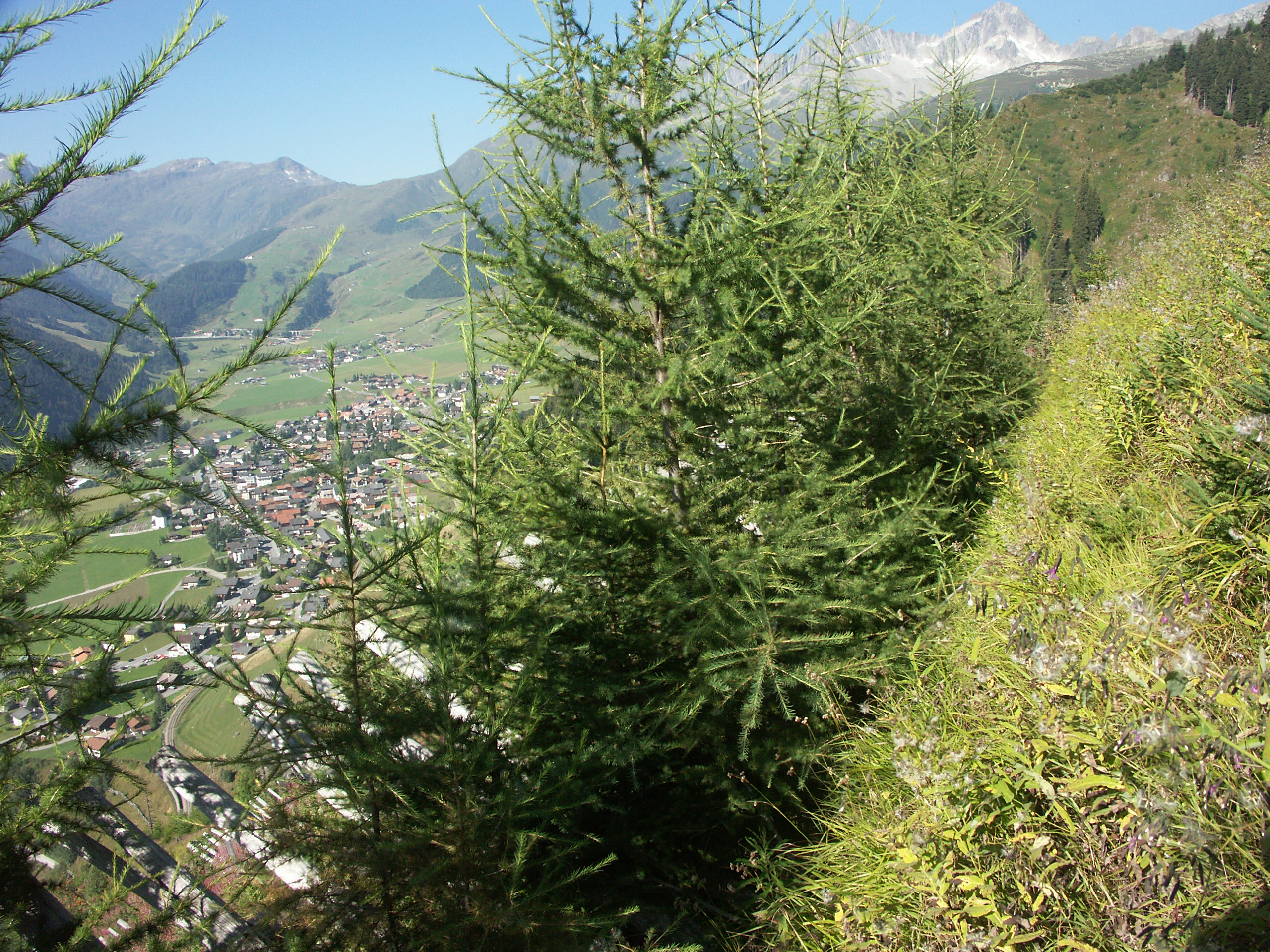 Lärchenaufforstung mit Kleinballenpflanzen auf der Versuchsfläche Bugnai oberhalb Sedrun nach 10 Jahren