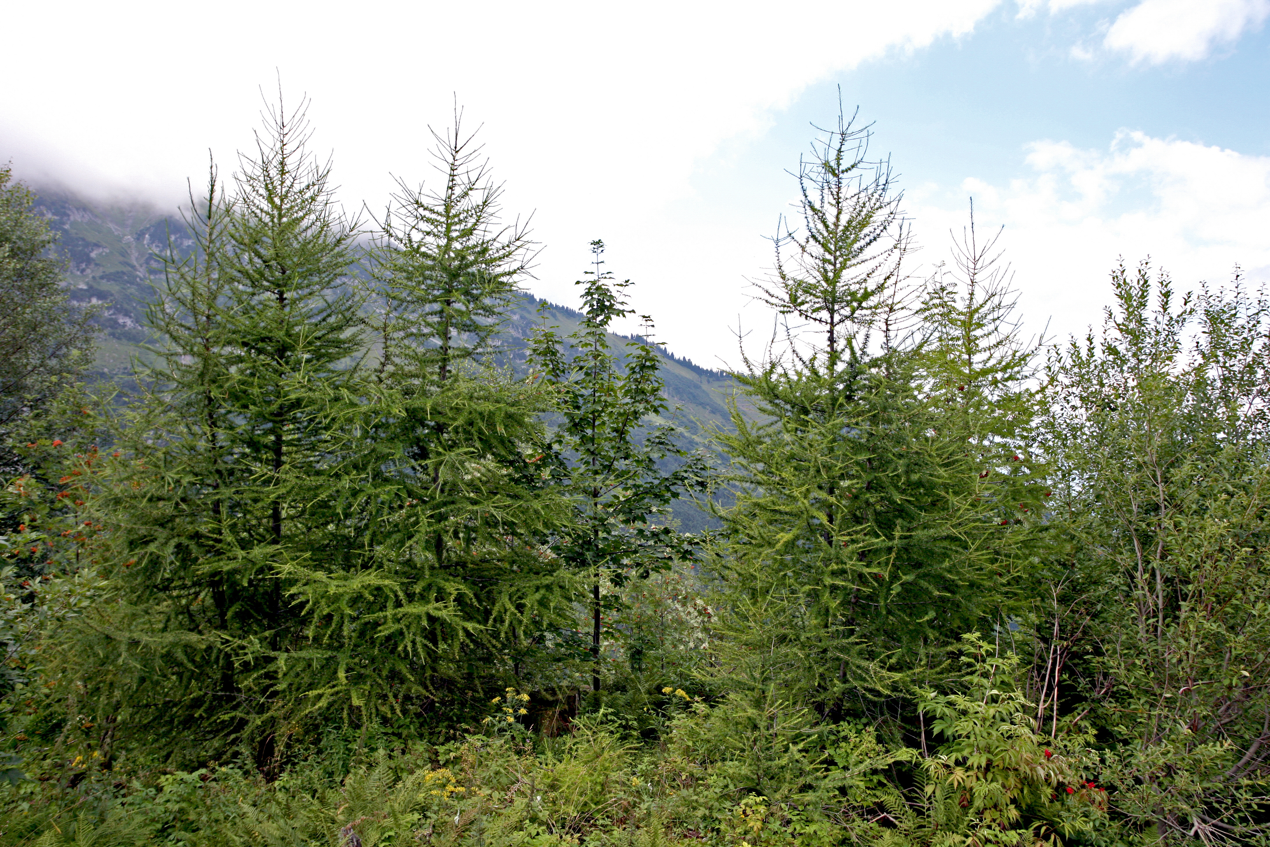 Lärchenaufforstung Firzwald.