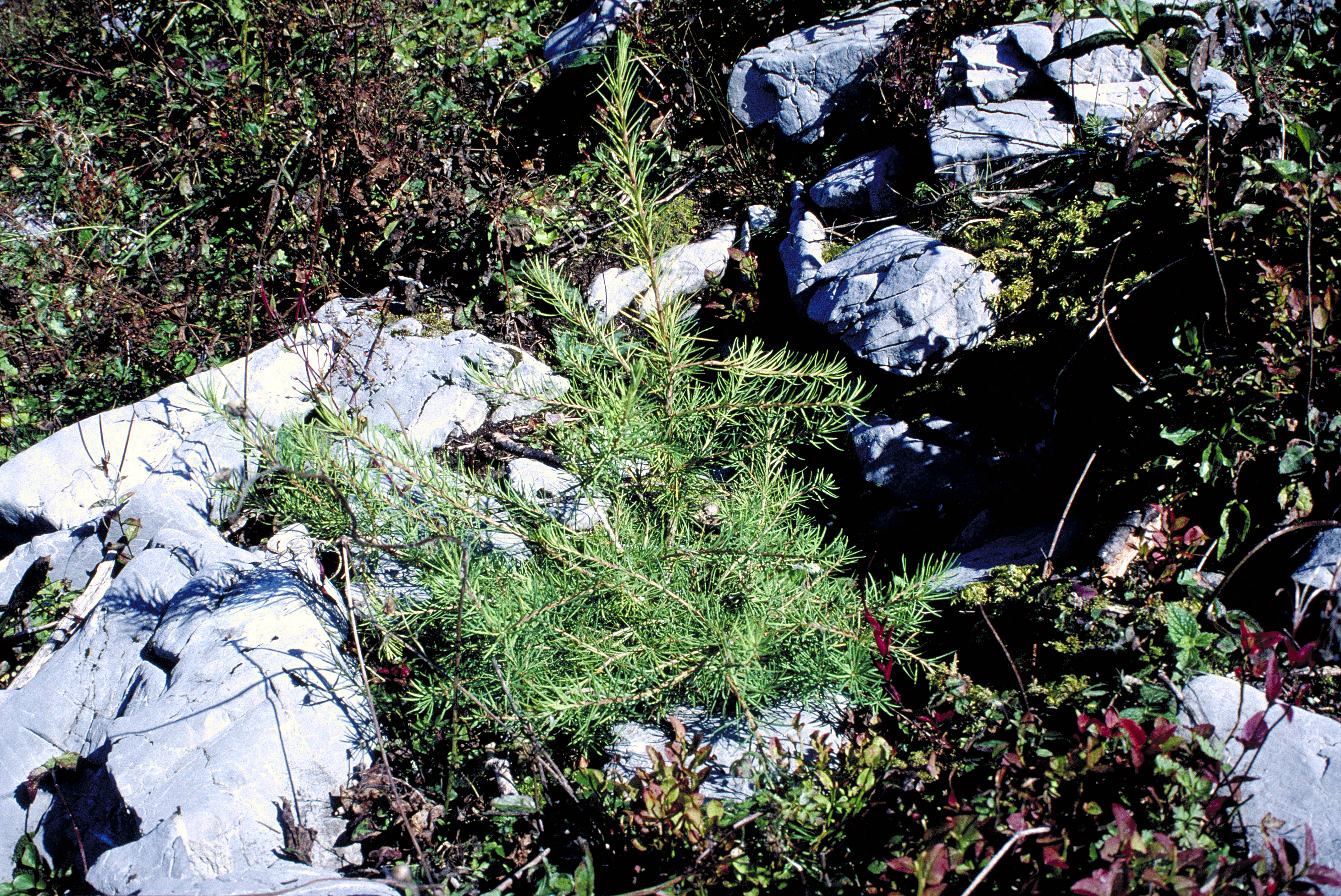 Lärchenpflanzung im Fels (Karst).