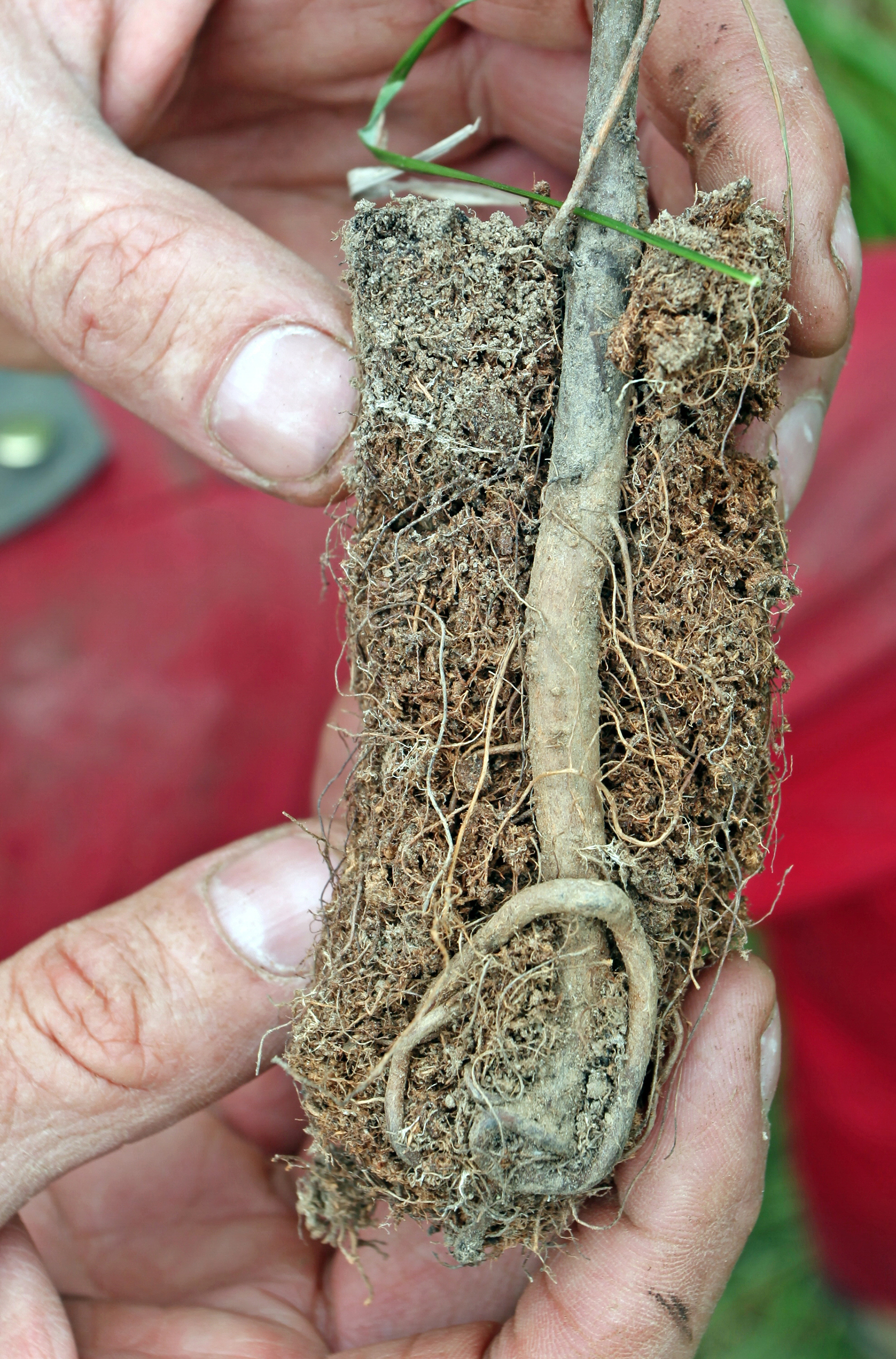 Eiche mit deutlicher Deformation an der Pfahlwurzel.