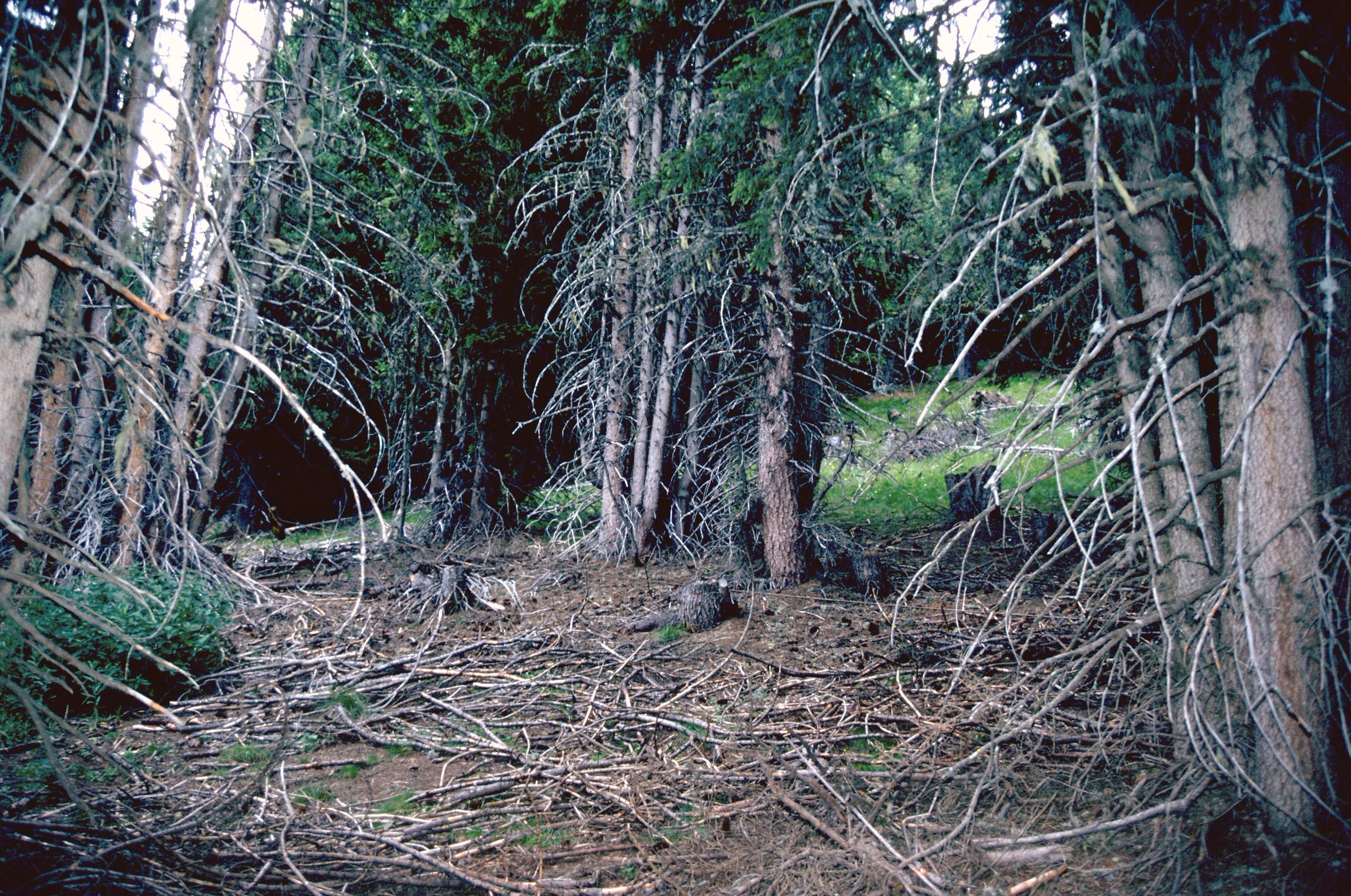 Rottenaufforstung Martina (1950): Kollektivdurchmesser 5 Meter mit Fichten im Pflanzabstand von 0.2 Meter