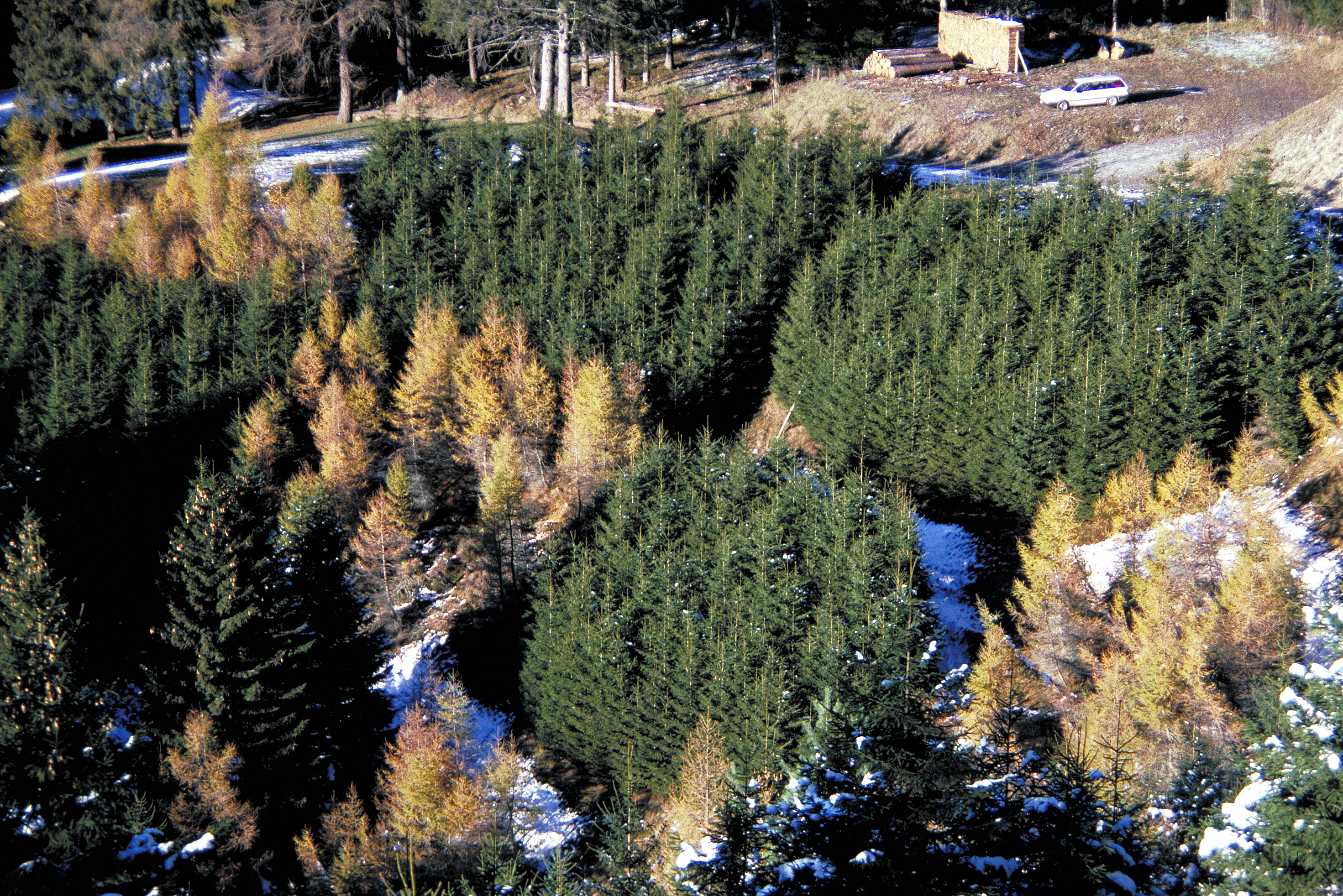 Rottenaufforstung Prodavos (1977): Kollektivdurchmesser 13 Meter, mit Fichten und Lärchen mit einem Pflanzabstand von 0.6 Meter