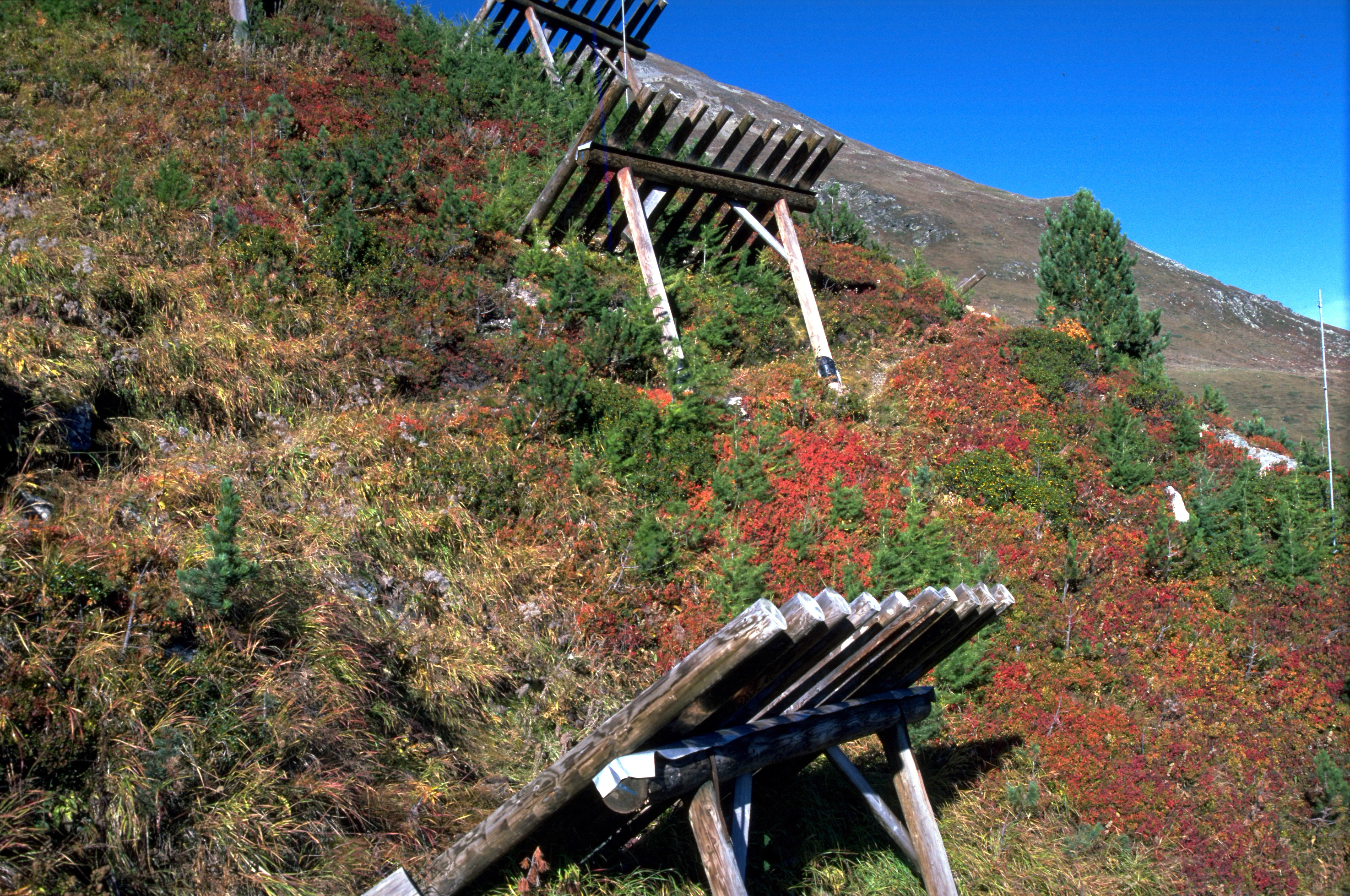 Holz-Lawinenverbau auf bewachsenem Hang mit buntem Herbstlaub, blauer Himmel und Berg im Hintergrund.