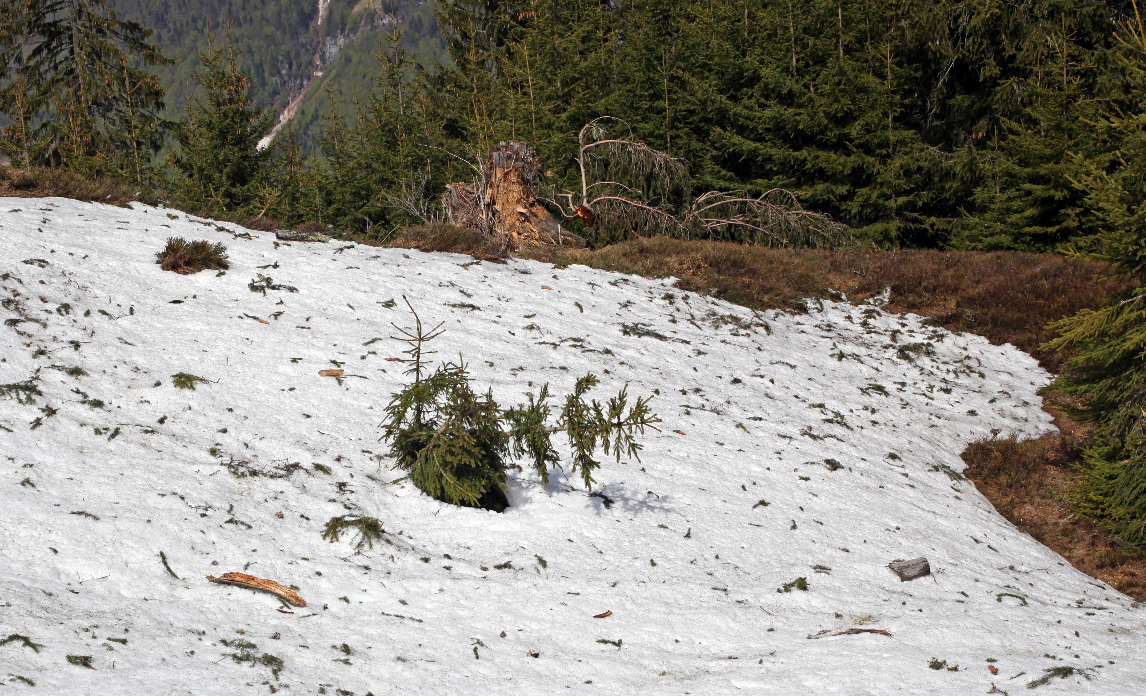 Pilzerkrankungen, Schneebruchschäden und verkürzte Vegetationsperiode.