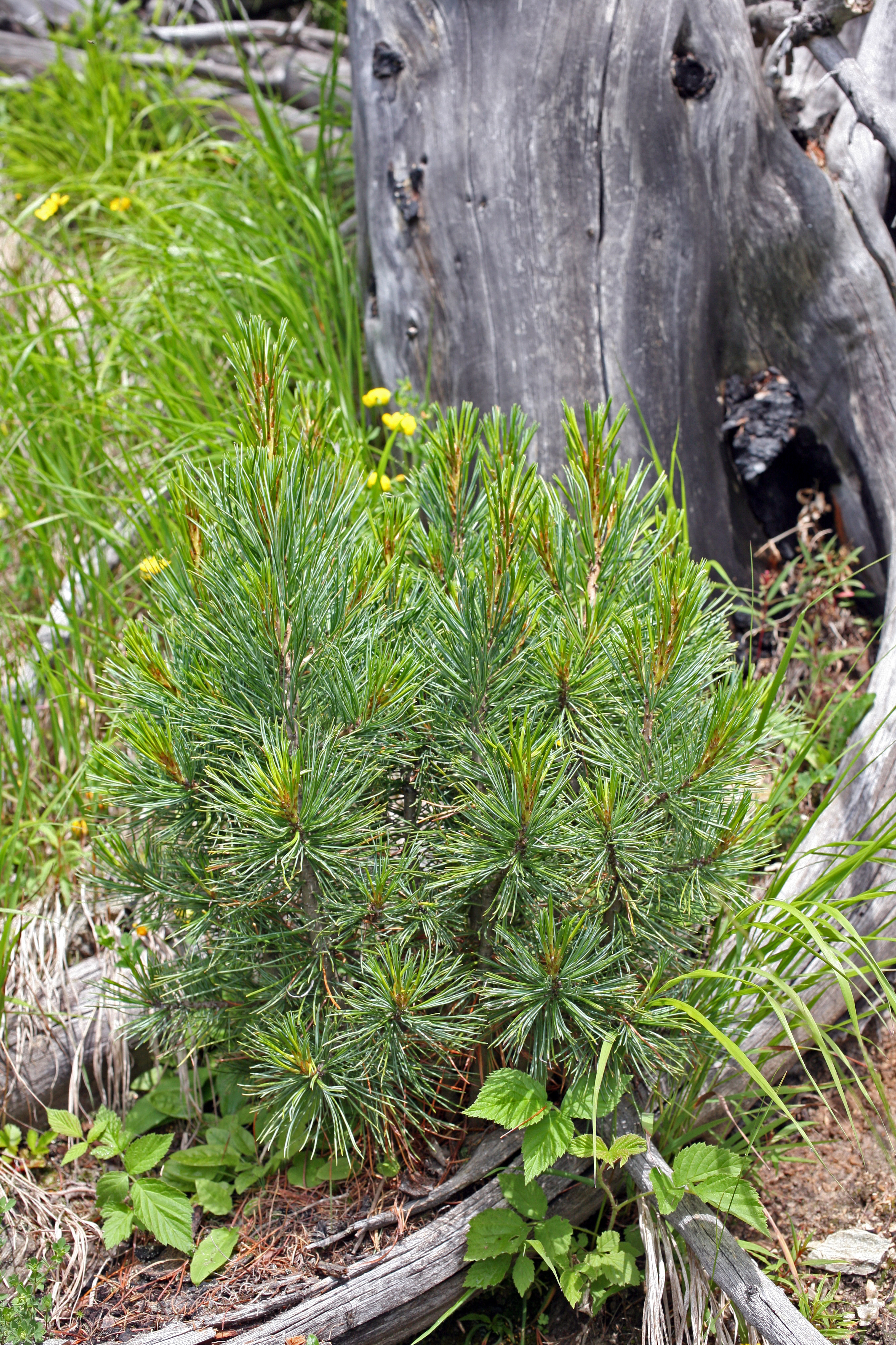 Arvensaat durch den Tannenhäher.