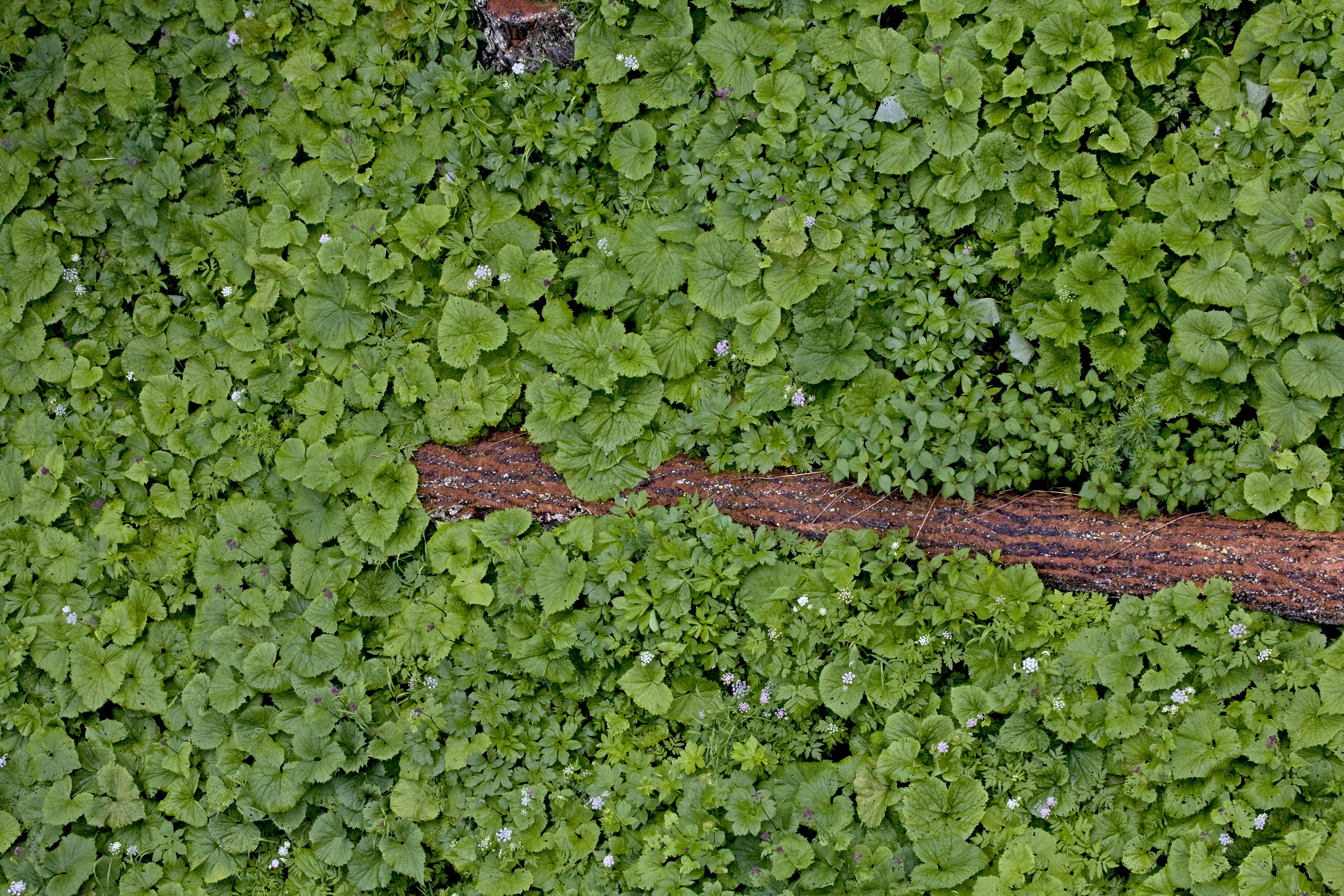 Verdämmende Hochstauden.