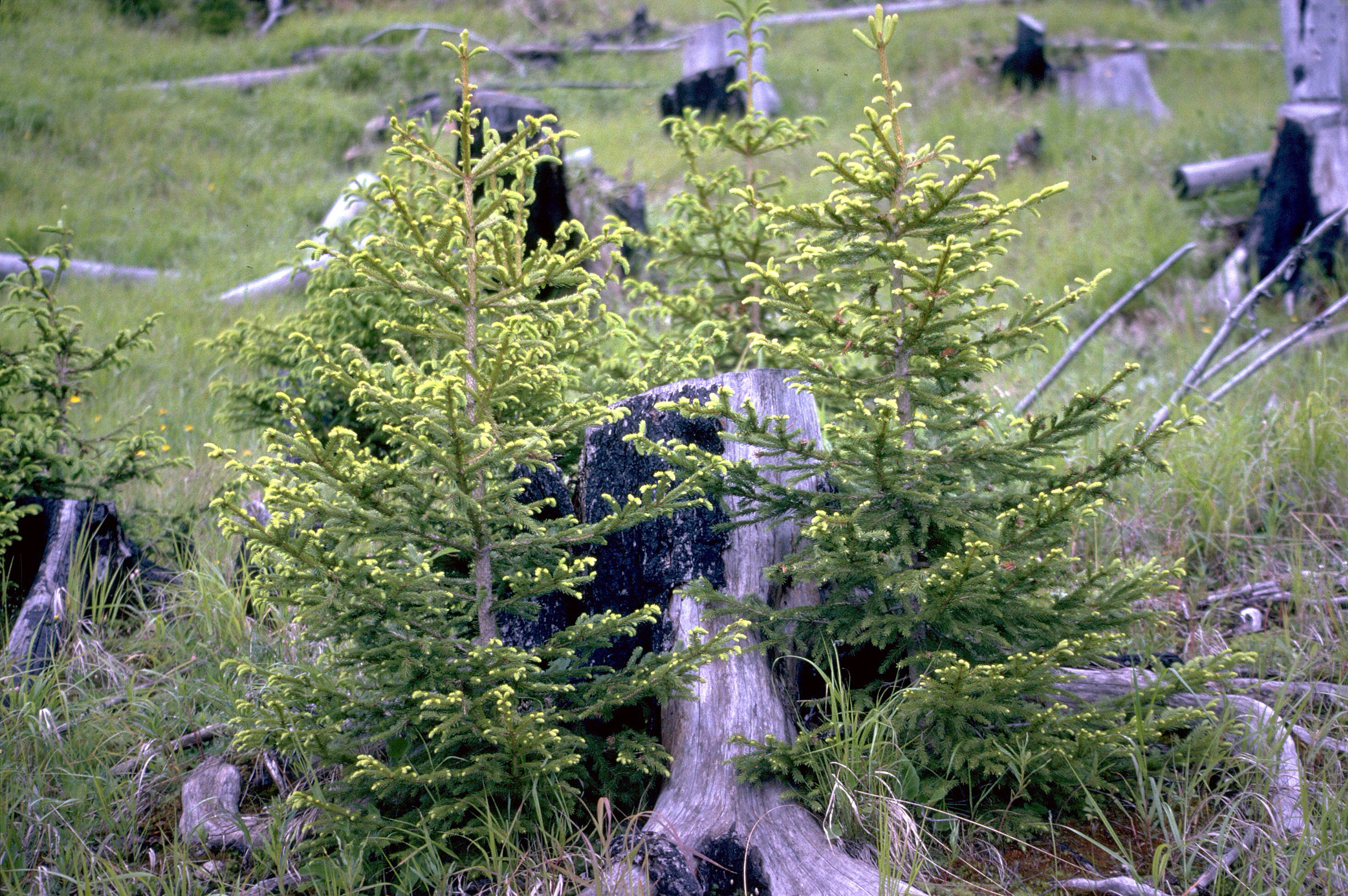 Fichten im Schutz von einem alten Stock.