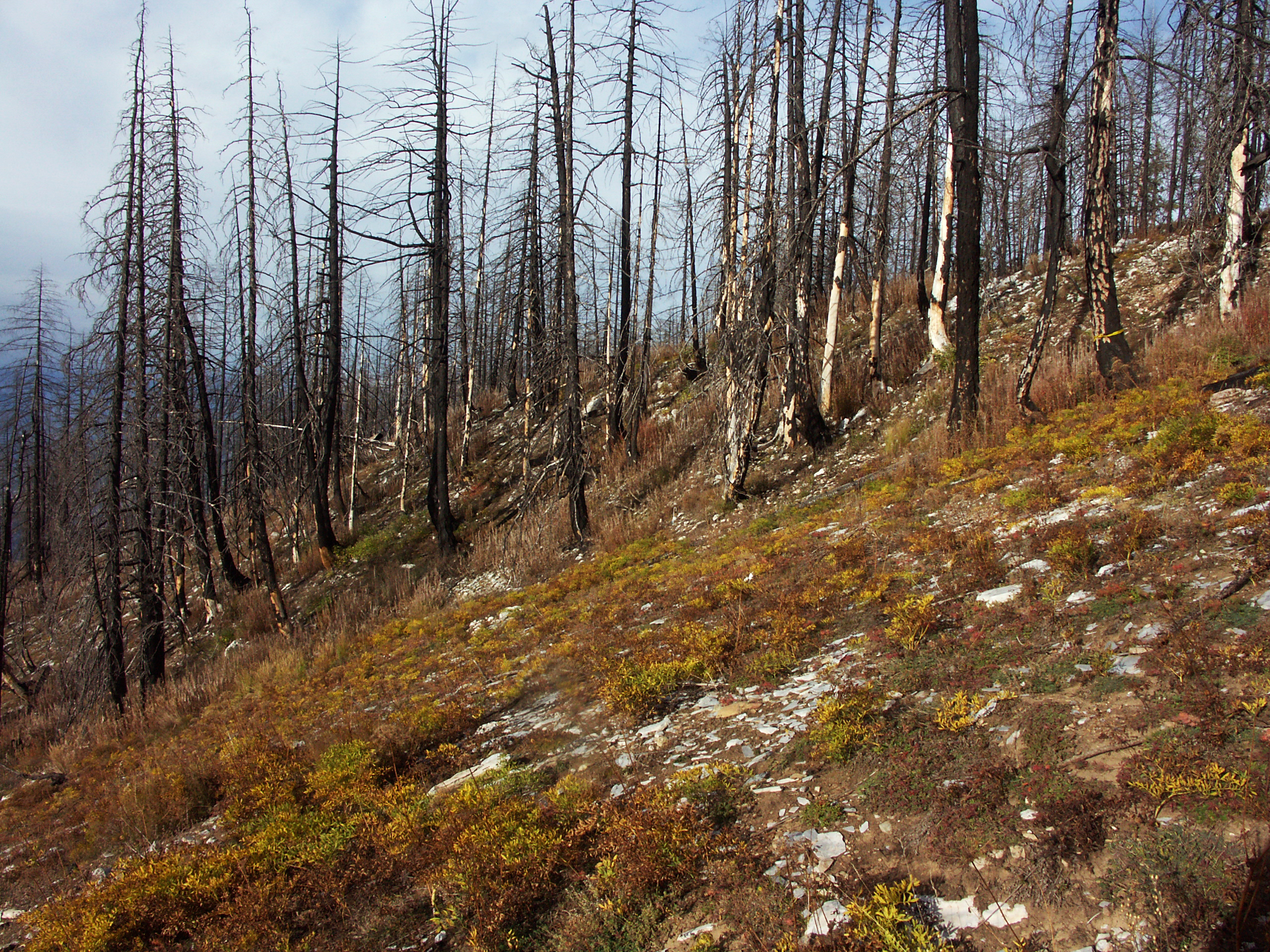Waldbrandgefährdeter Standort.