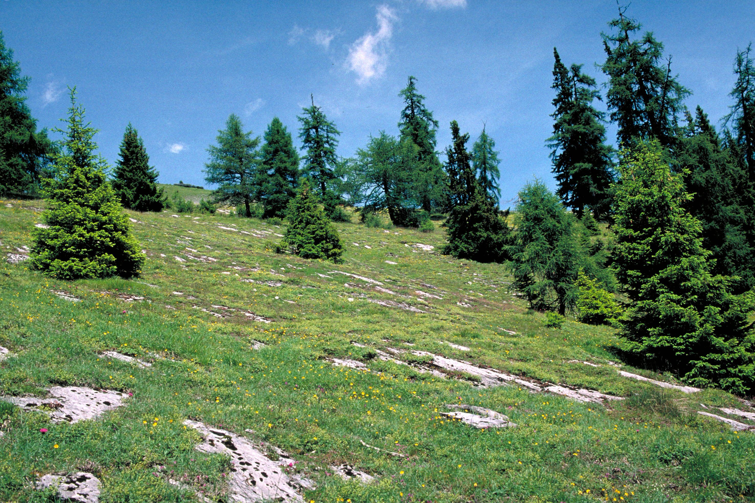 Südhang mit Föhneinfluss.