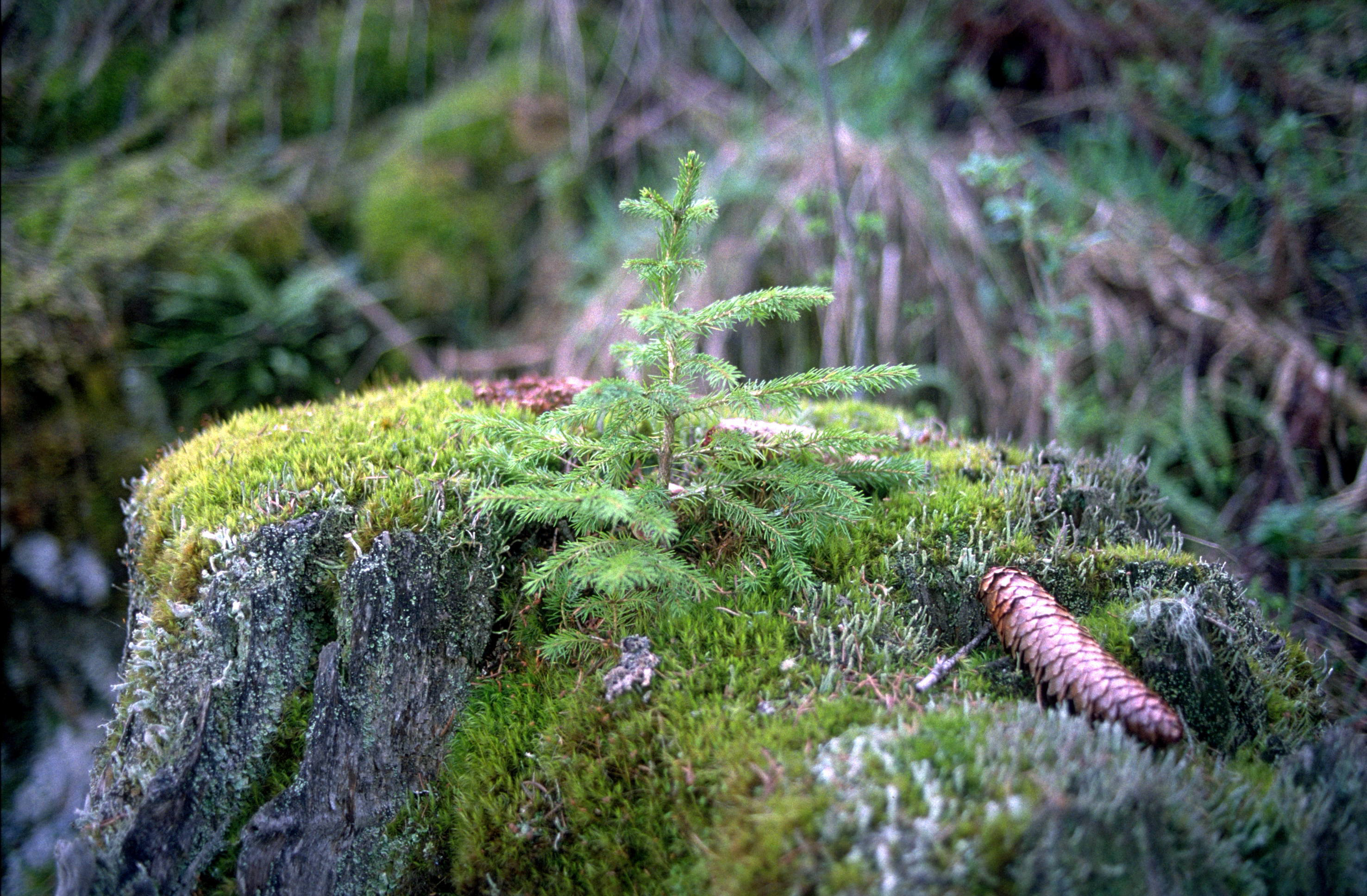 Auf Moderholz siedelt sich häufig natürliche Verjüngung an.