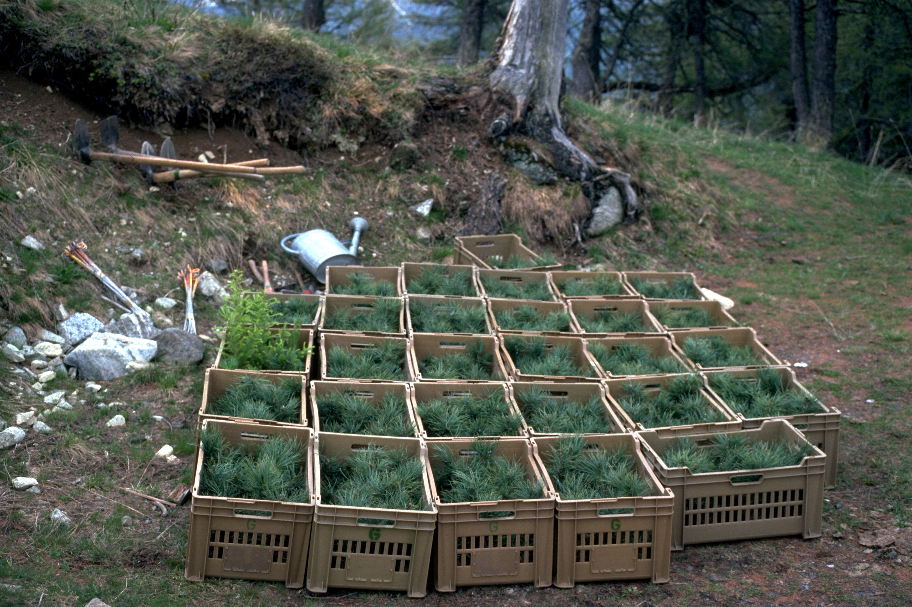 Transport in stapelbaren Harrassen.