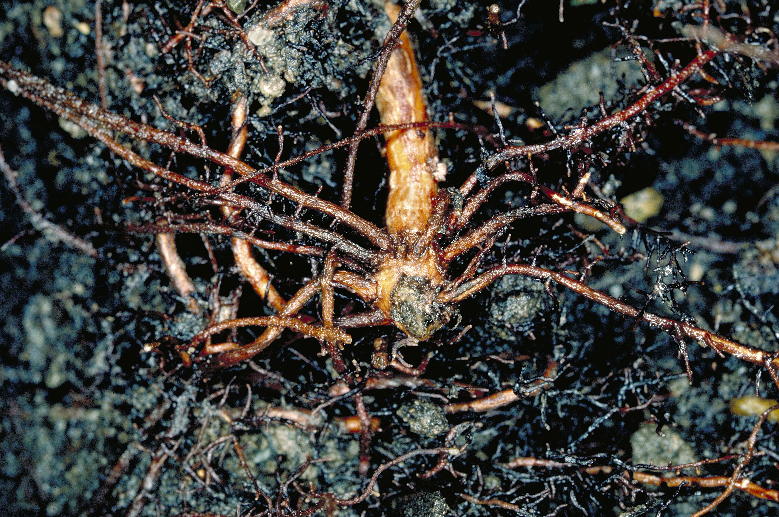 Reaktion einer Pfahlwurzel auf Wurzelschnitt