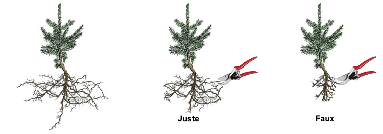 Wurzelschnitt vor der Pflanzung.