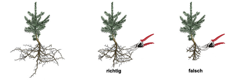 Wurzelschnitt vor der Pflanzung.