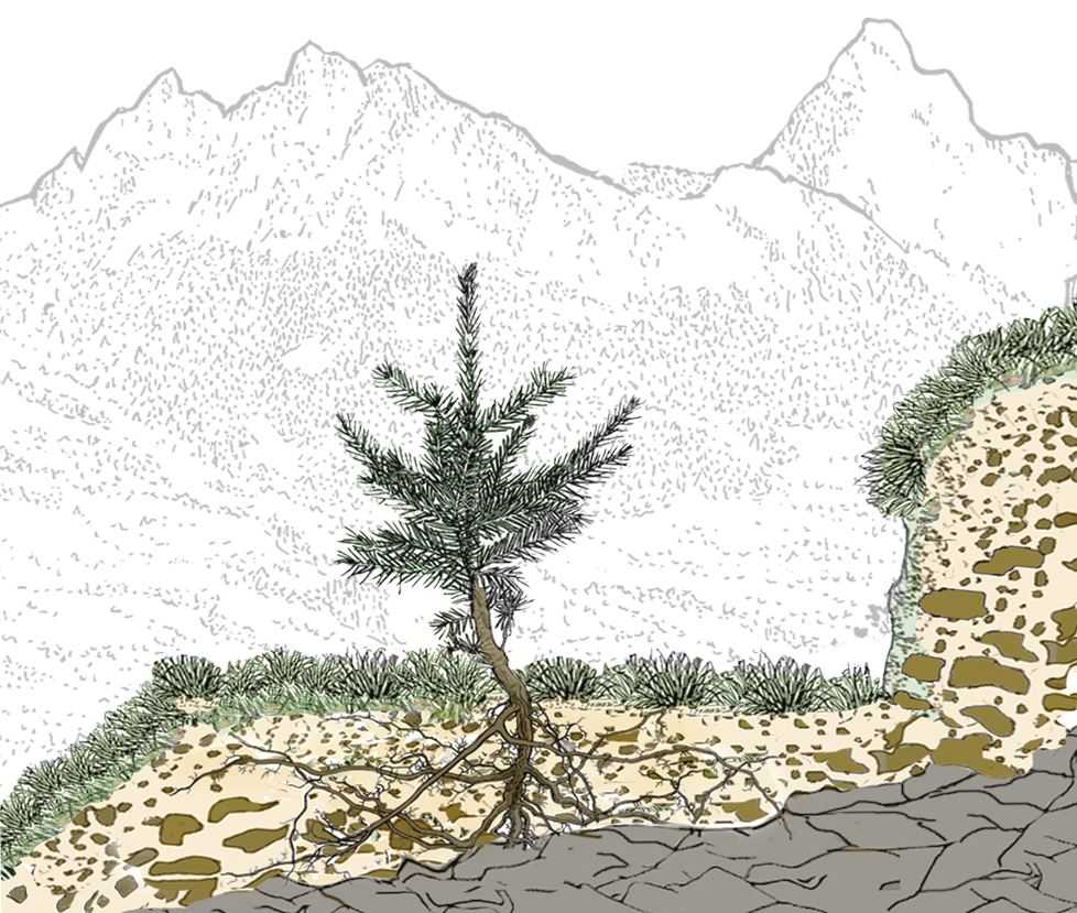 Junge Fichte mit sichtbaren Wurzeln auf einer Terrasse, im Hintergrund Berge in feiner Linienzeichnung.