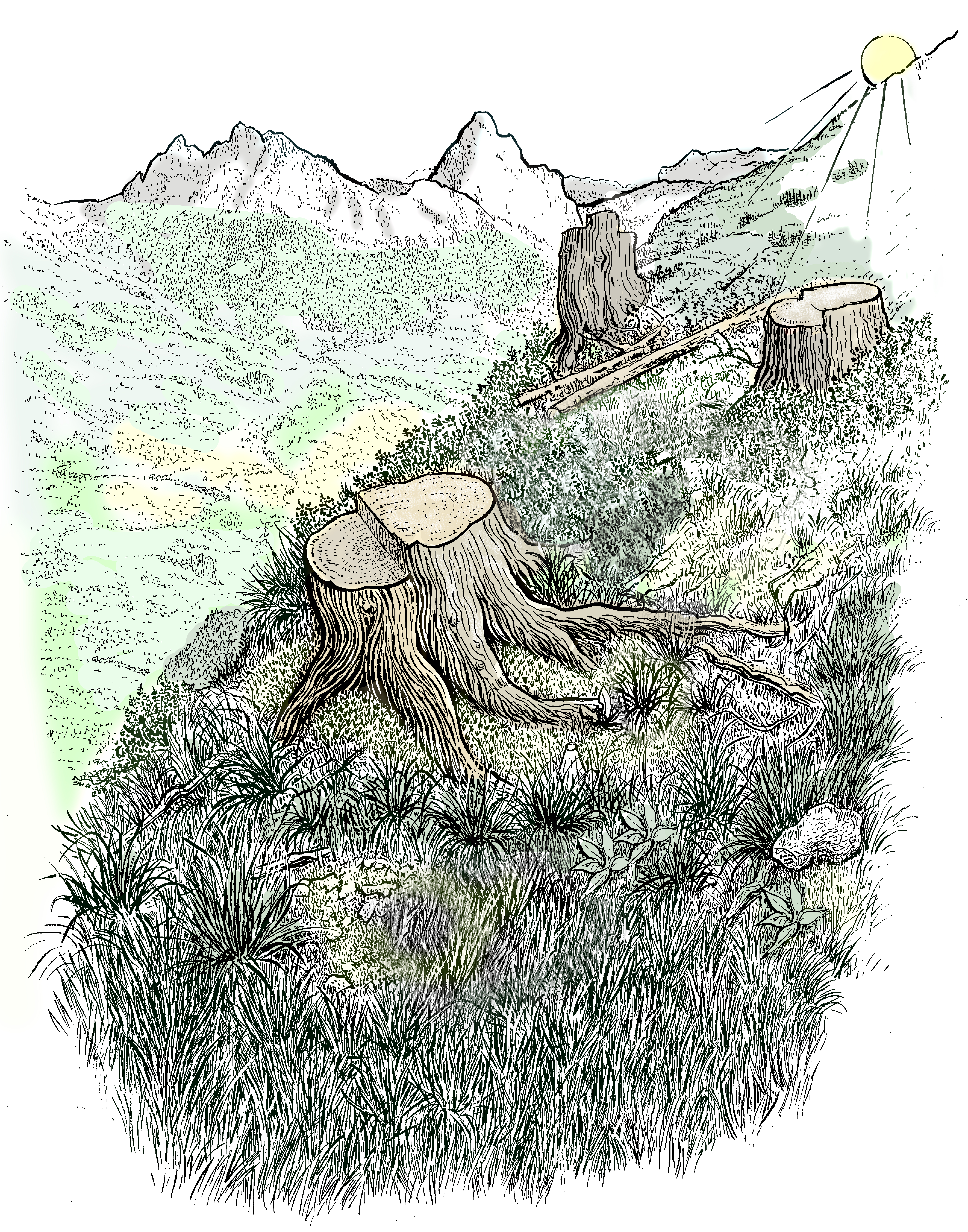 Durch wenig Licht und Wärme gekennzeichneter Nordhang.