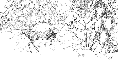 Tatort mit totem Reh