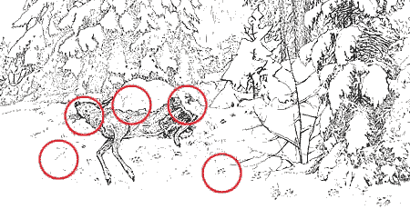 Tatort mit totem Reh