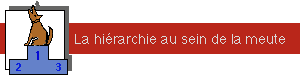 La hiérarchie au sein de la meute