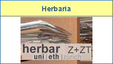 Herbar