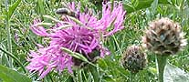 Centaurea scabiosa